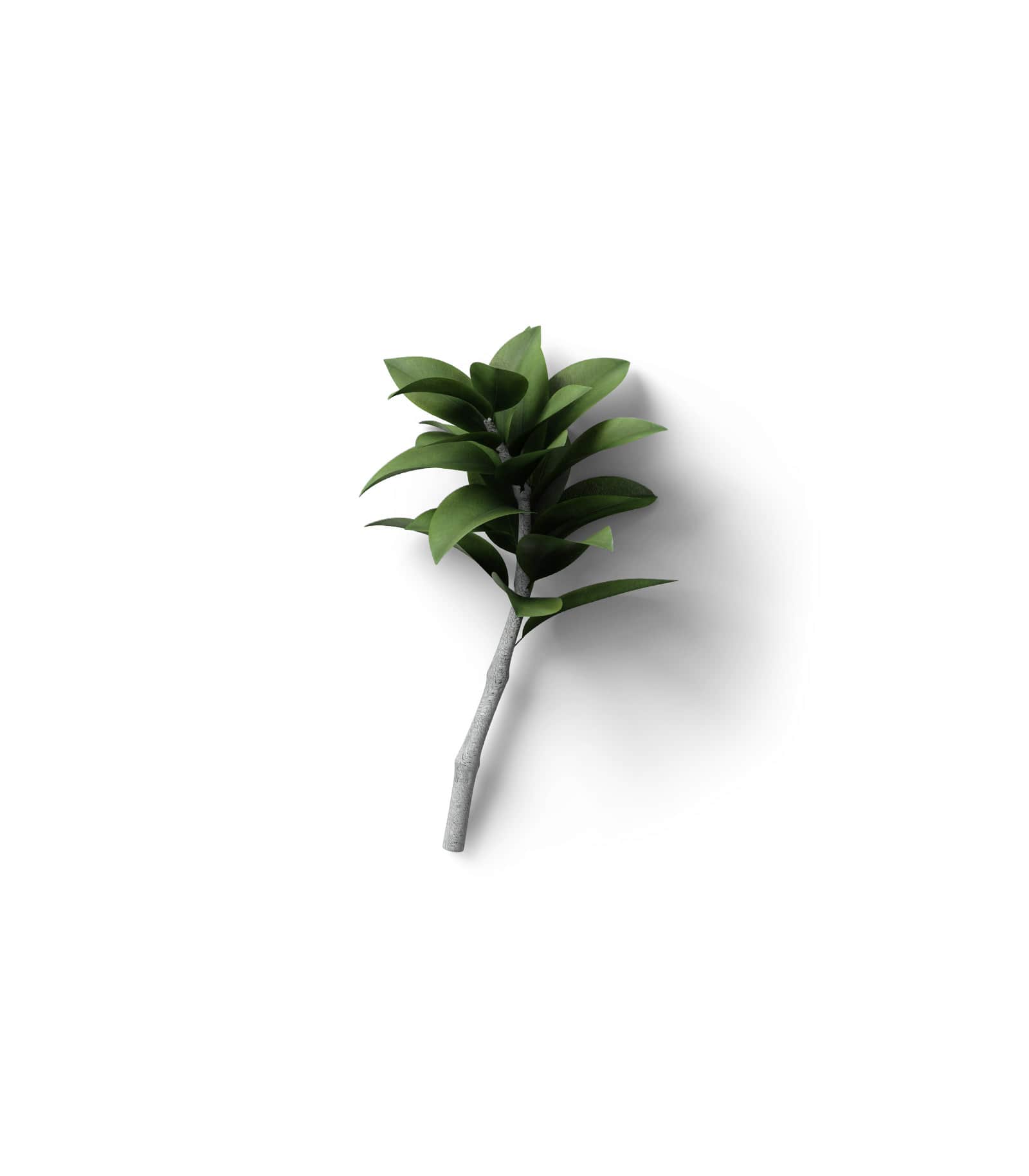 Mockup ficus top Mockup Ficus Top