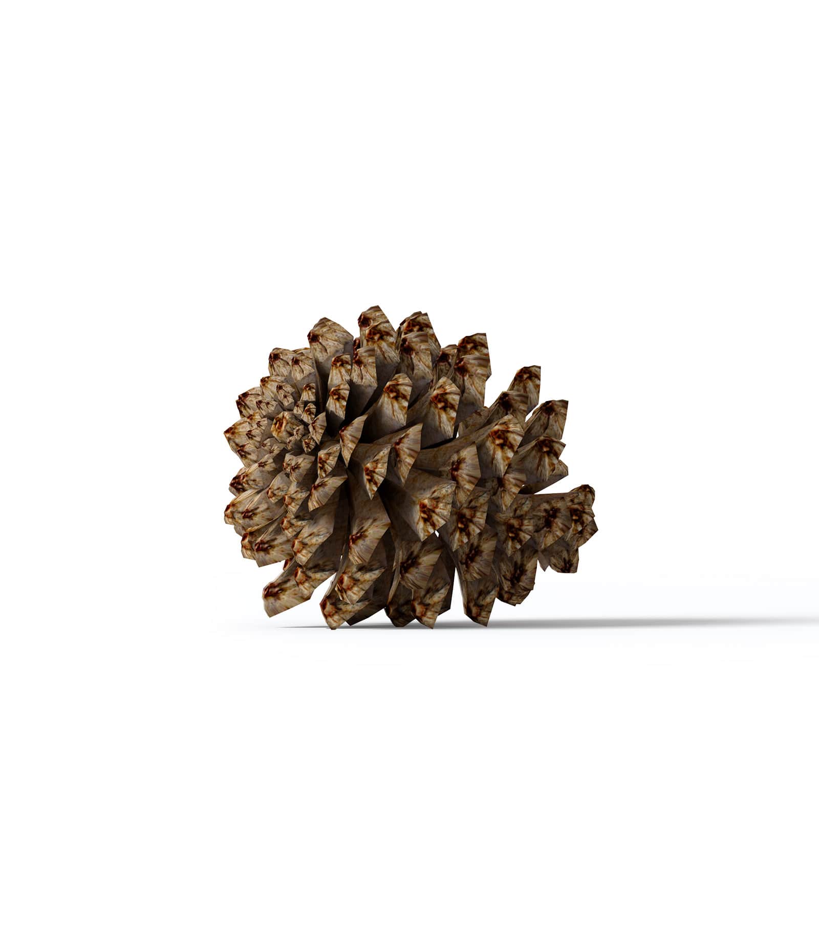 Mockup fir cone front v2 Mockup Fir Cone Front V2
