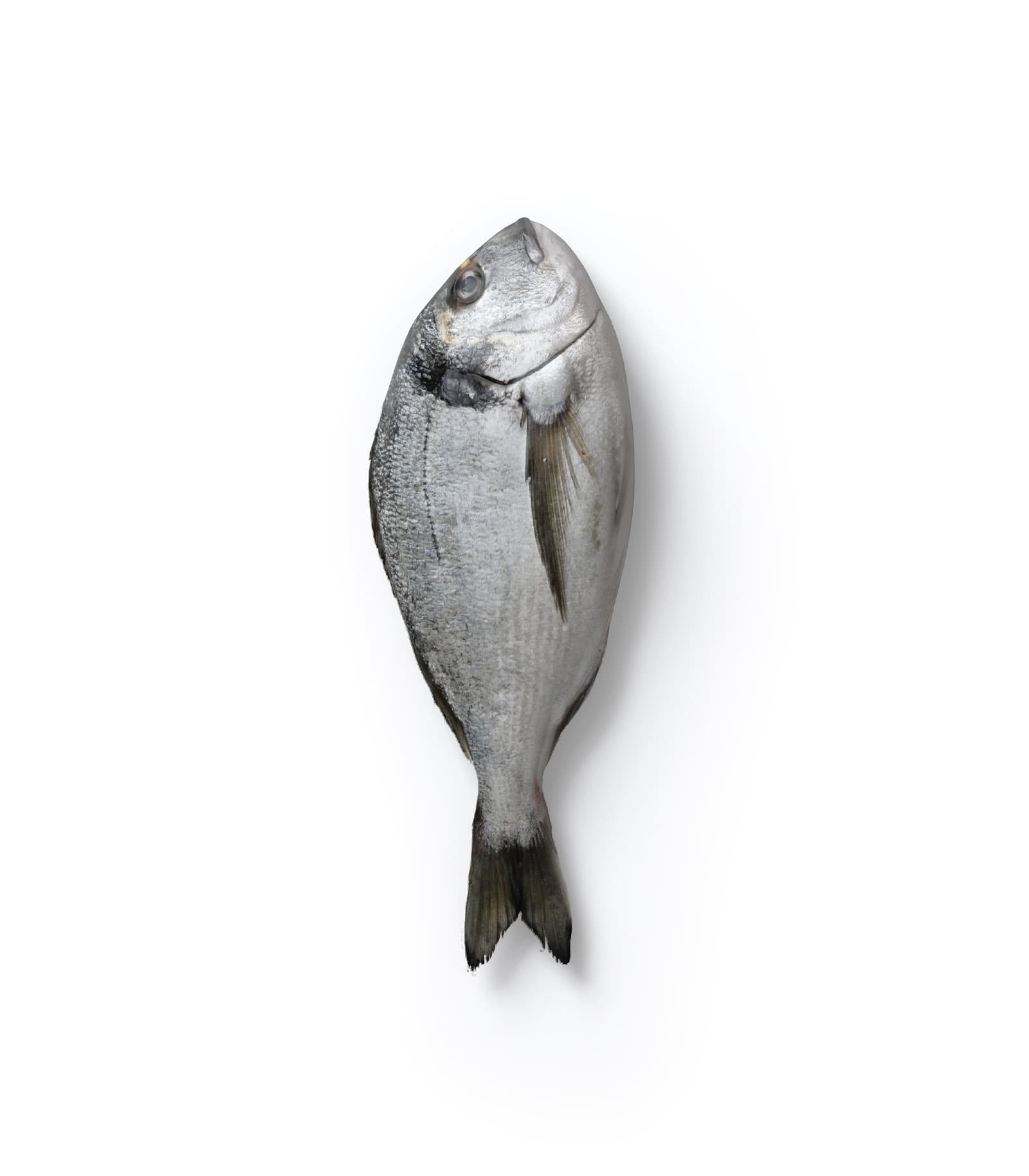 Mockup fish top Mockup Fish Top