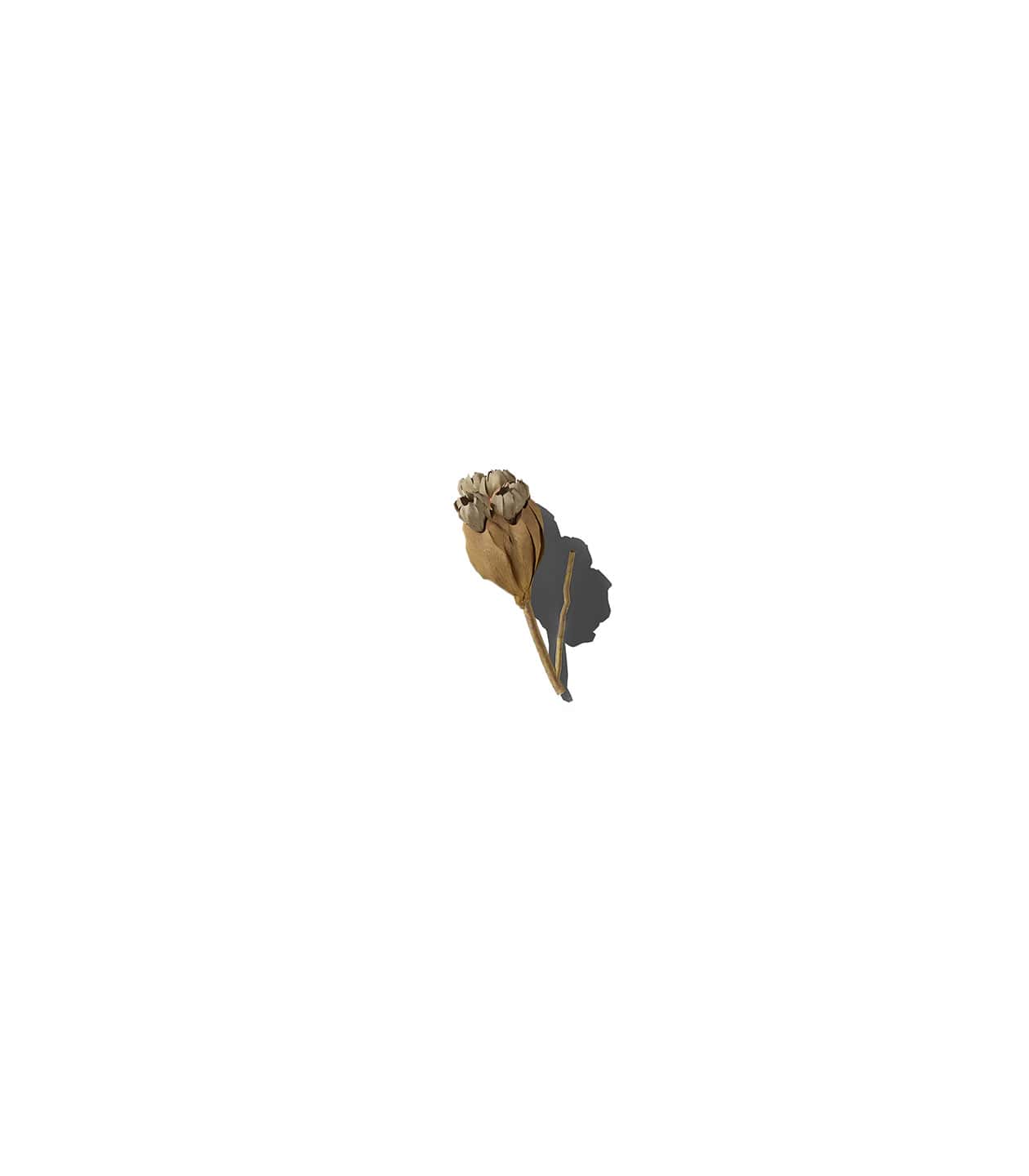 Mockup flower bud v1 top Mockup Flower Bud V1 Top