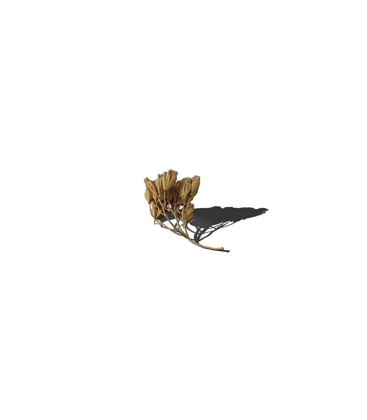 Mockup flower bud v2 isometric Mockup Flower Bud V2 Isometric