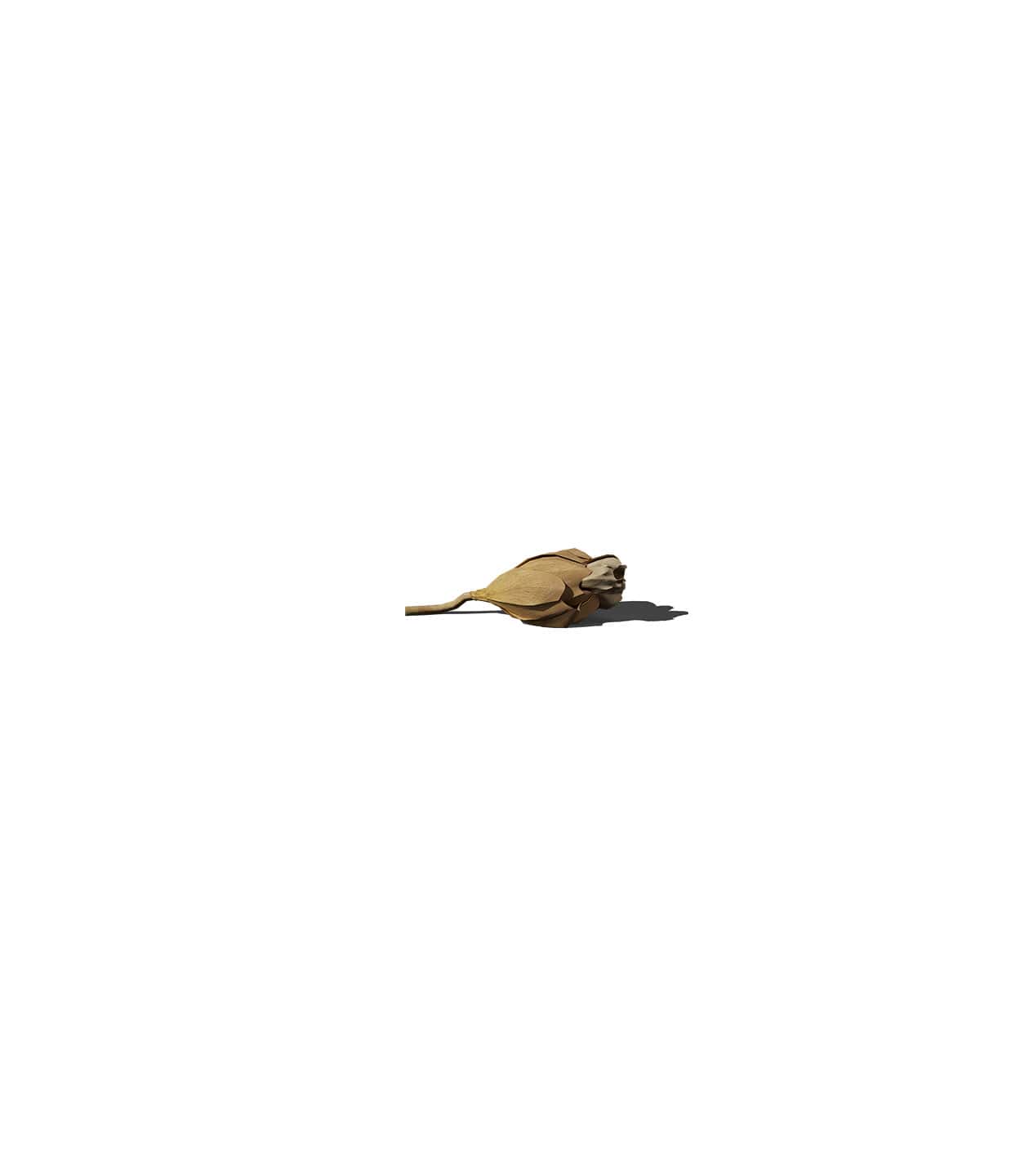 Mockup flower bud v4 front Mockup Flower Bud V4 Front