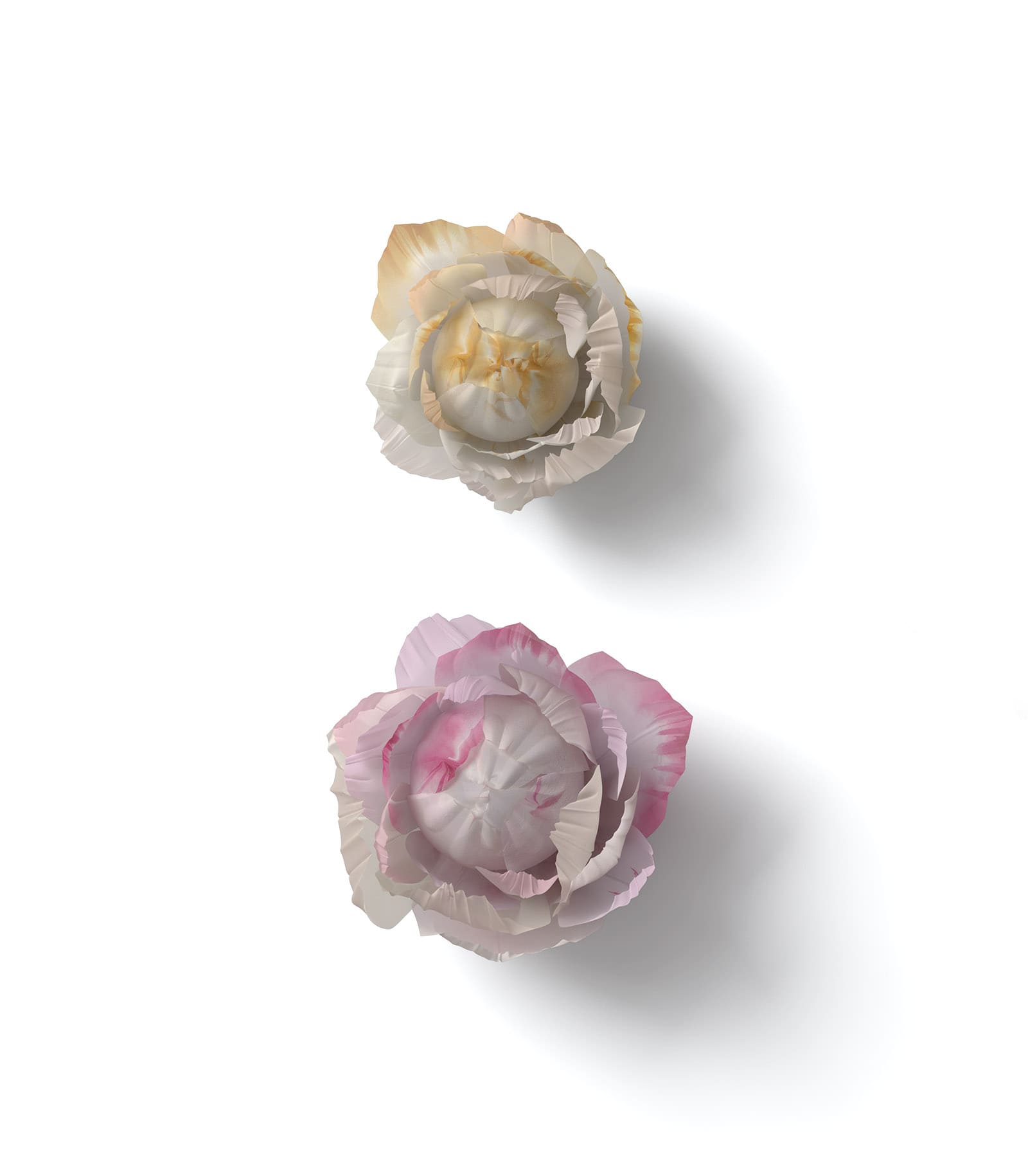 Mockup flower buds top Mockup Flower Buds Top