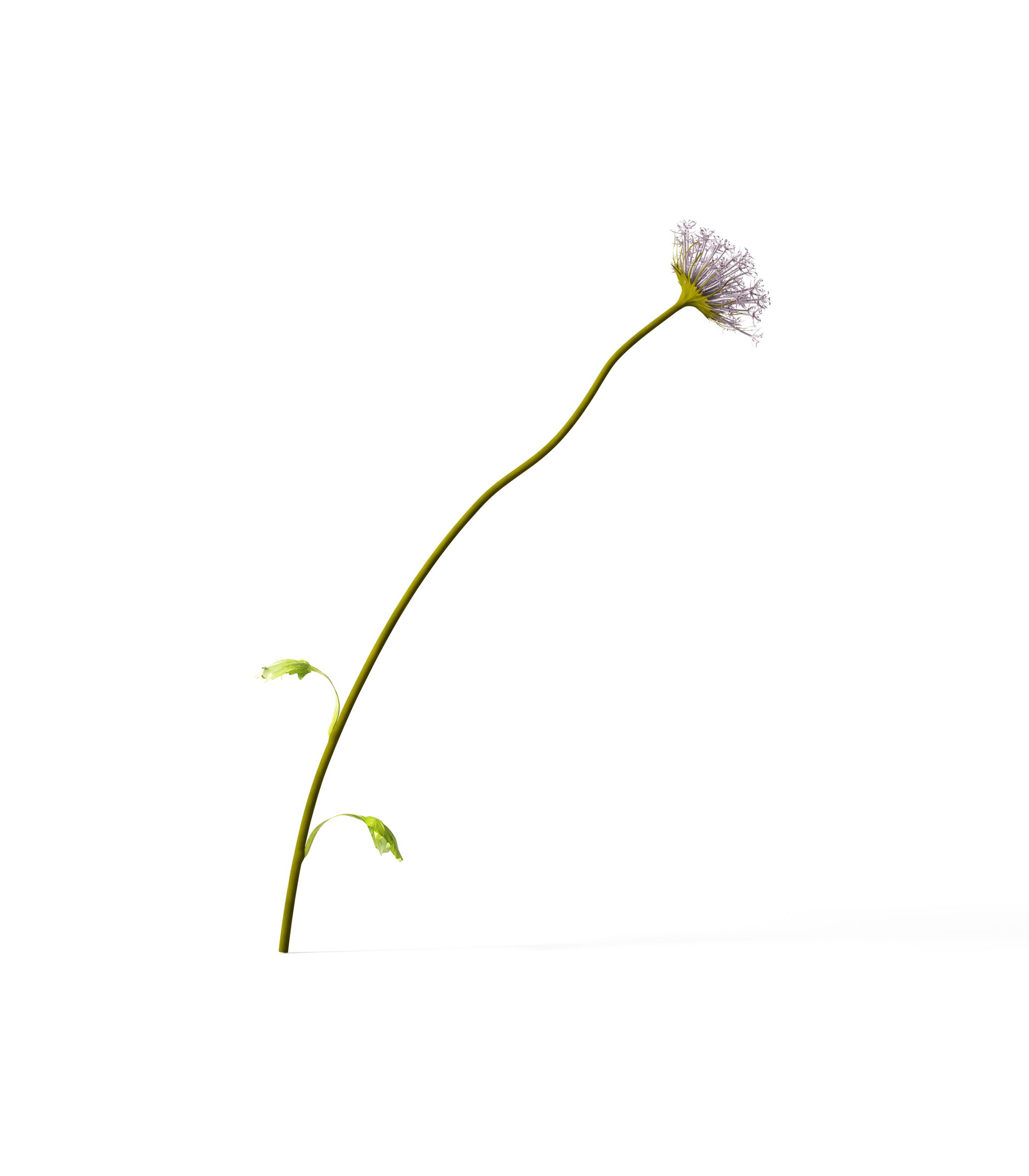 Mockup flower v1 front view Mockup Flower V1 Front View