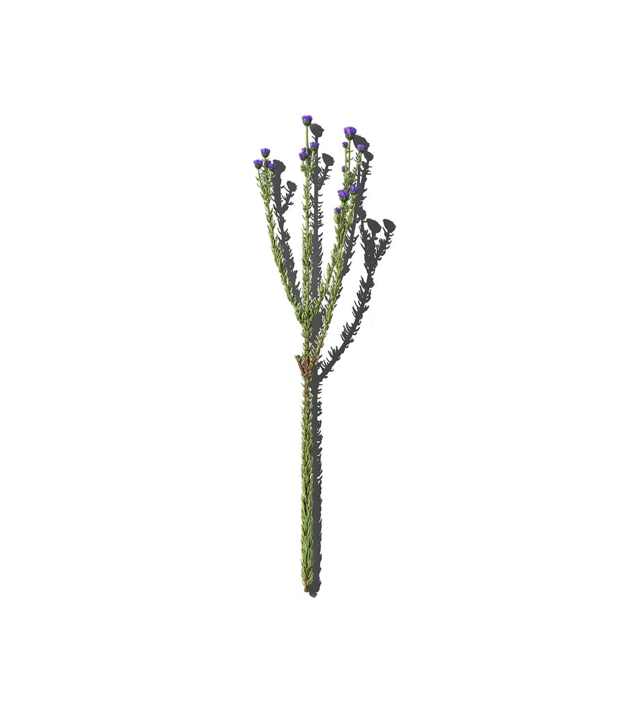 Mockup flower v1 top Mockup Flower V1 Top