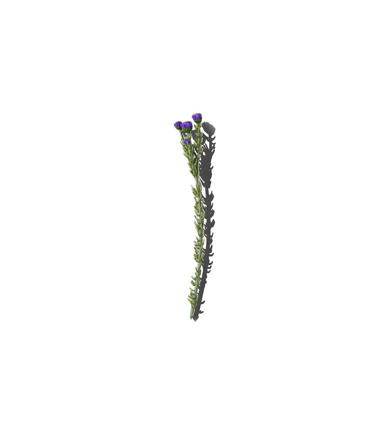 Mockup flower v2 top Mockup Flower V2 Top