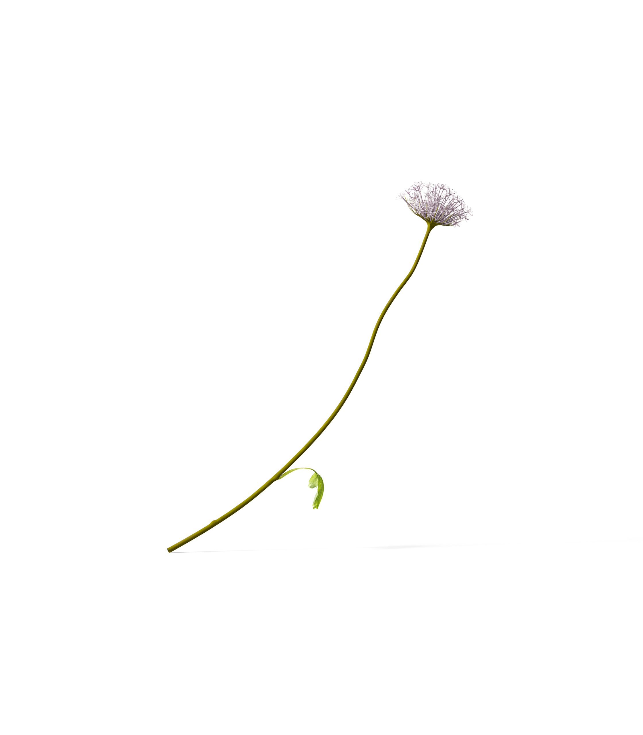 Mockup flower v3 front view Mockup Flower V3 Front View