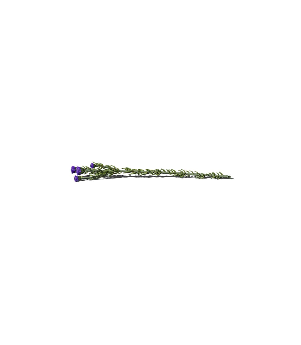 Mockup flower v3 front Mockup Flower V3 Front