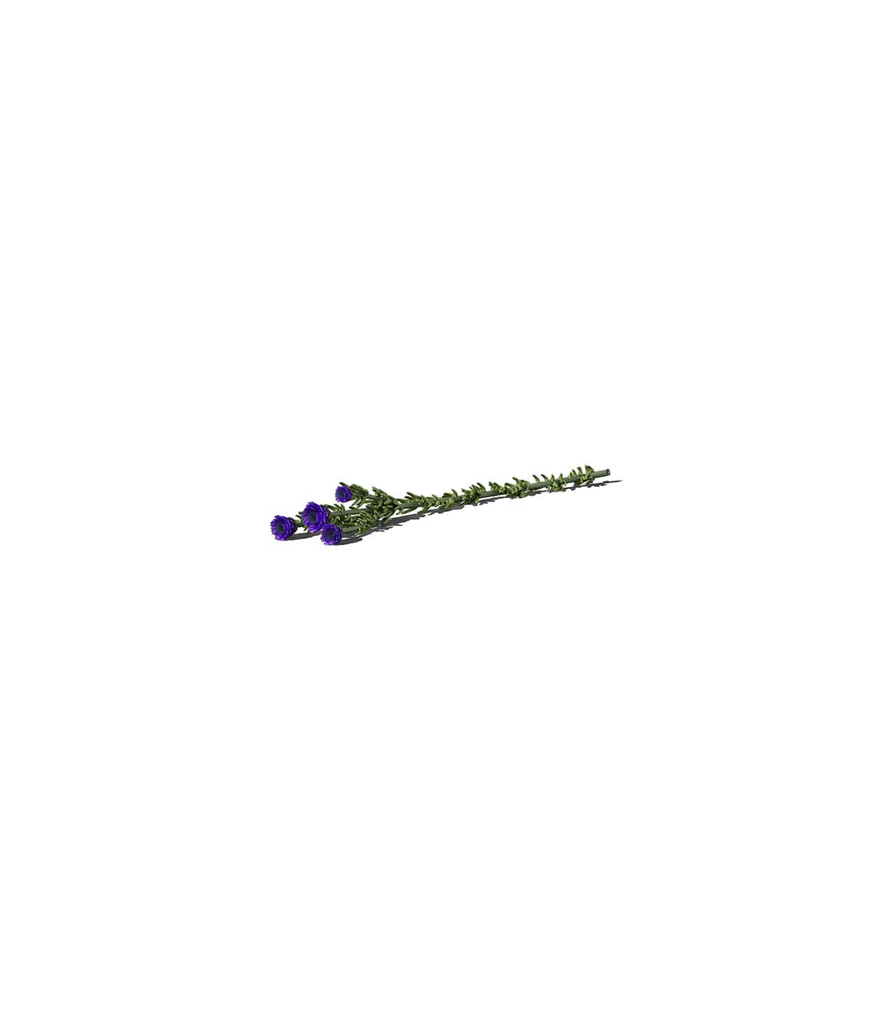 Mockup flower v4 front Mockup Flower V4 Front