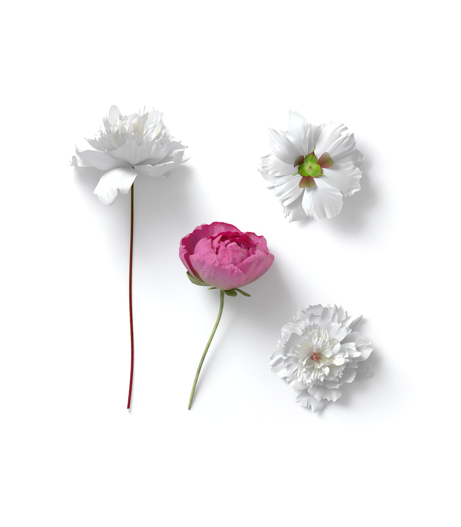 Mockup flowers top Mockup Flowers Top