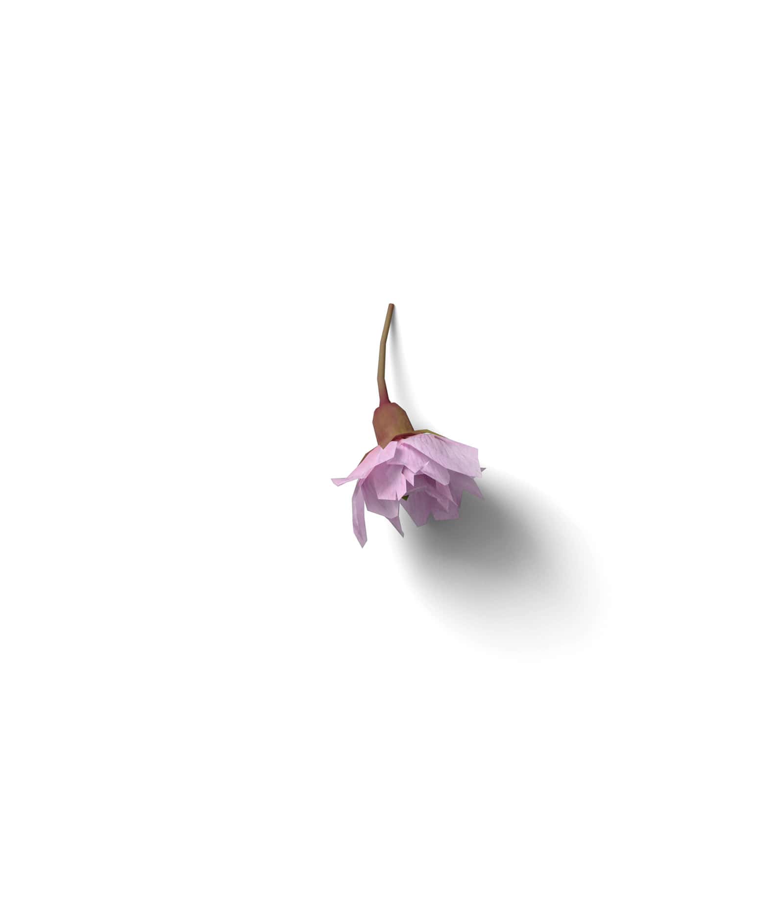 Mockup fuchsia flower v1 top Mockup Fuchsia Flower V1 Top