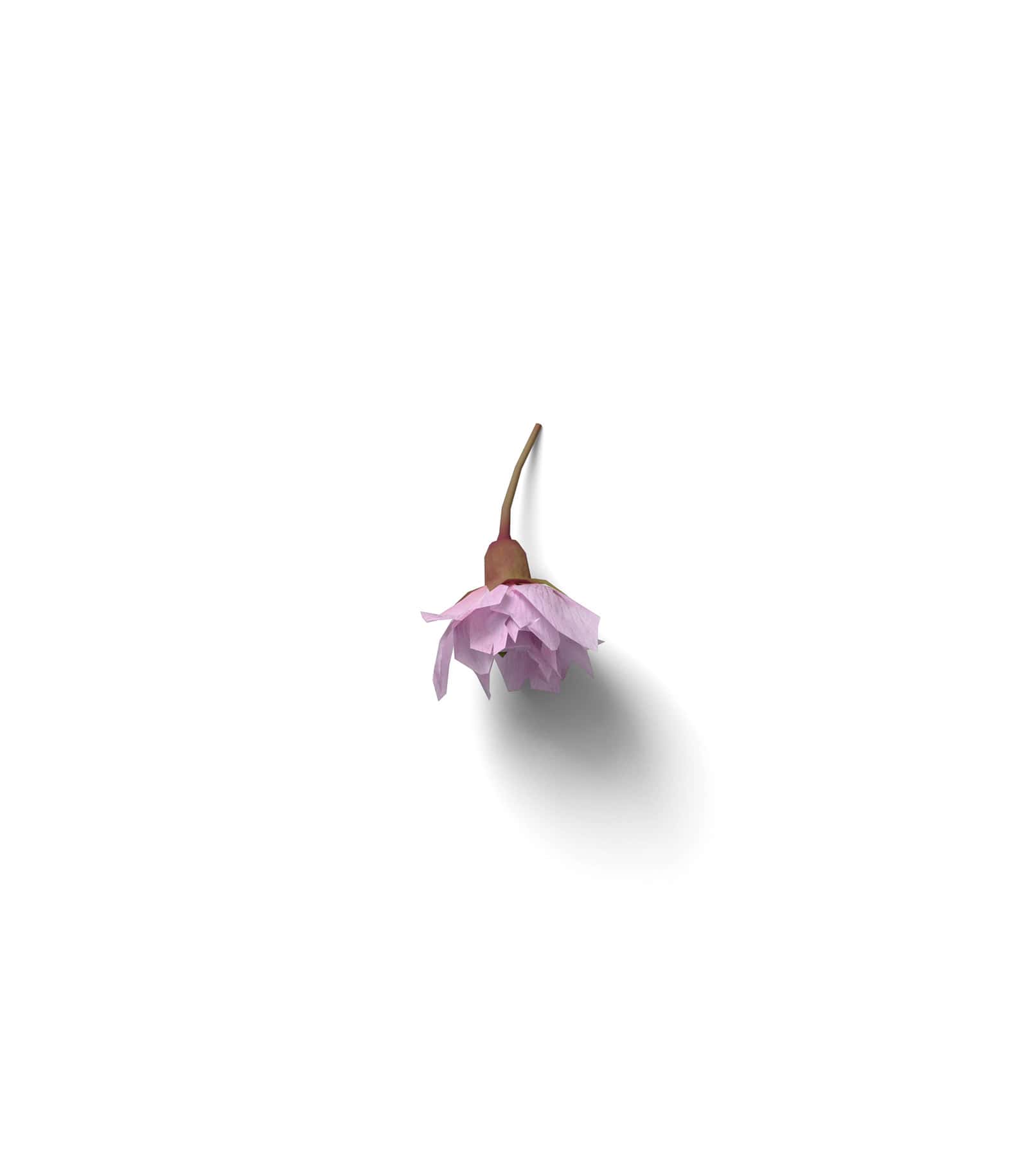 Mockup fuchsia flower v2 top Mockup Fuchsia Flower V2 Top