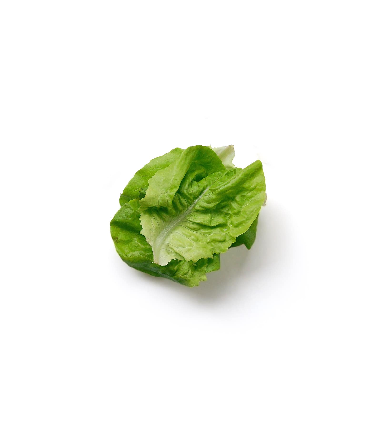 Mockup gabbage leaf top Mockup Gabbage Leaf Top