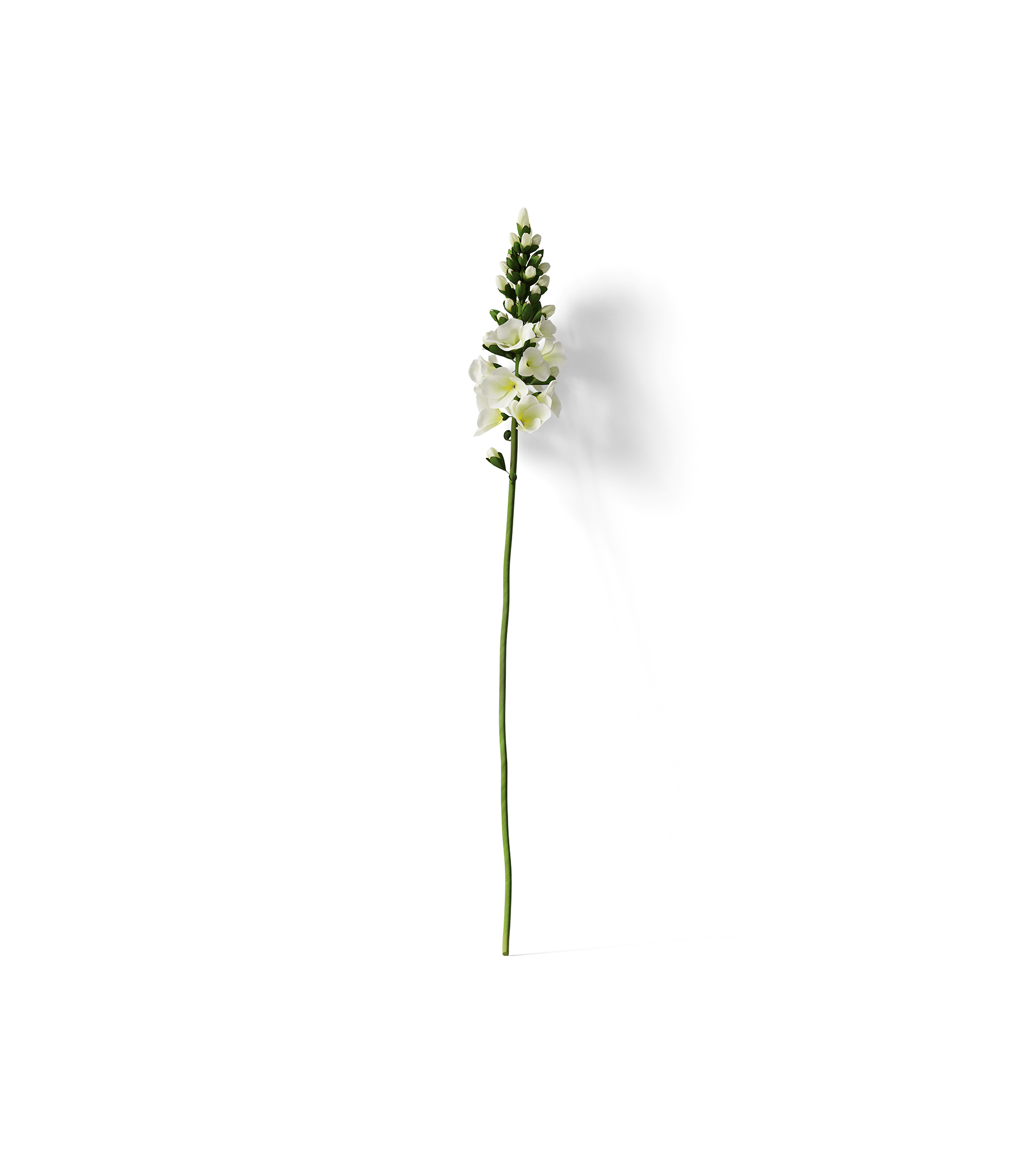 Mockup gladiolus v4 front view Mockup Gladiolus V4 Front View