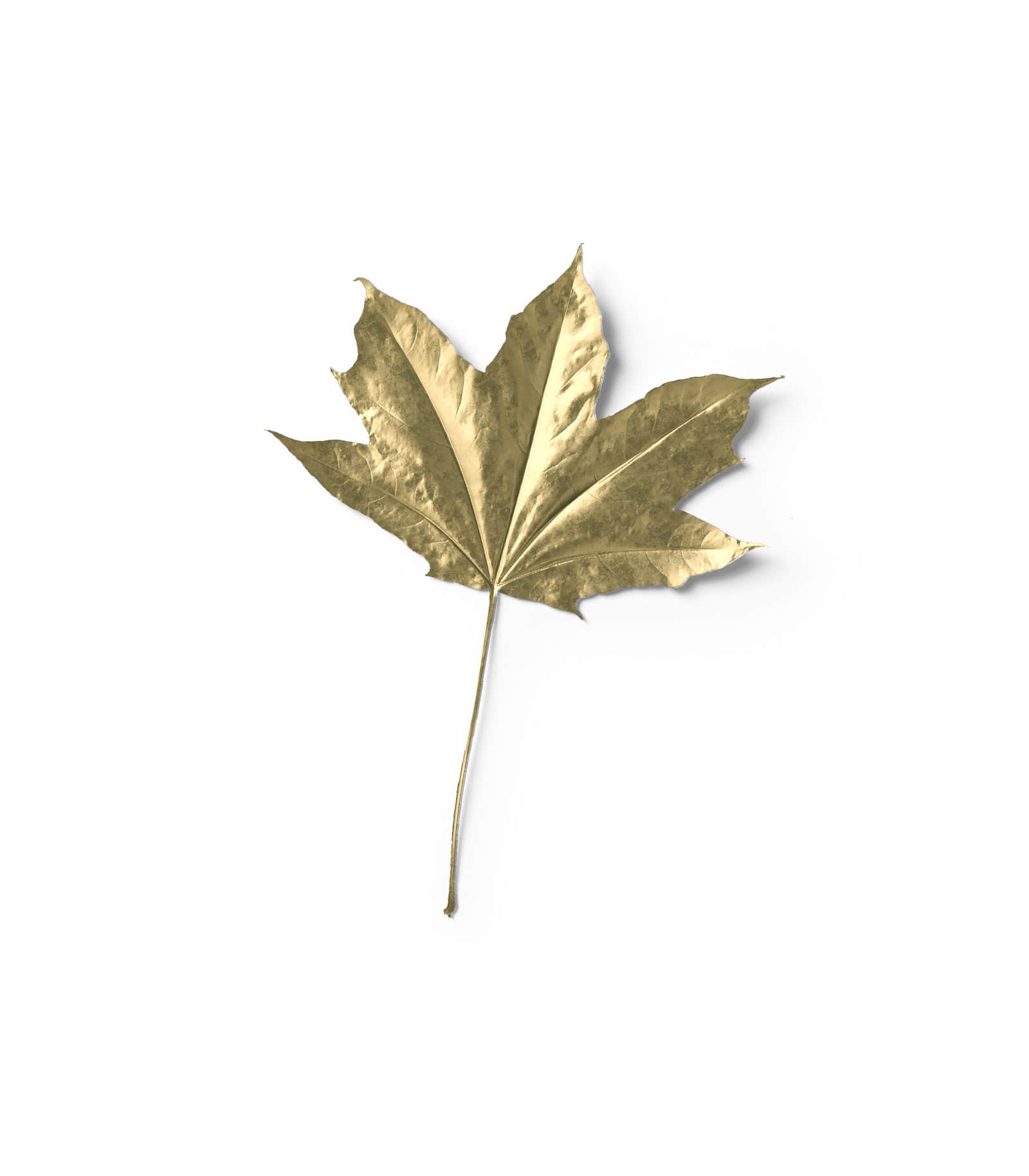 Mockup golden maple leaf v2 top Mockup Golden Maple Leaf V2 Top