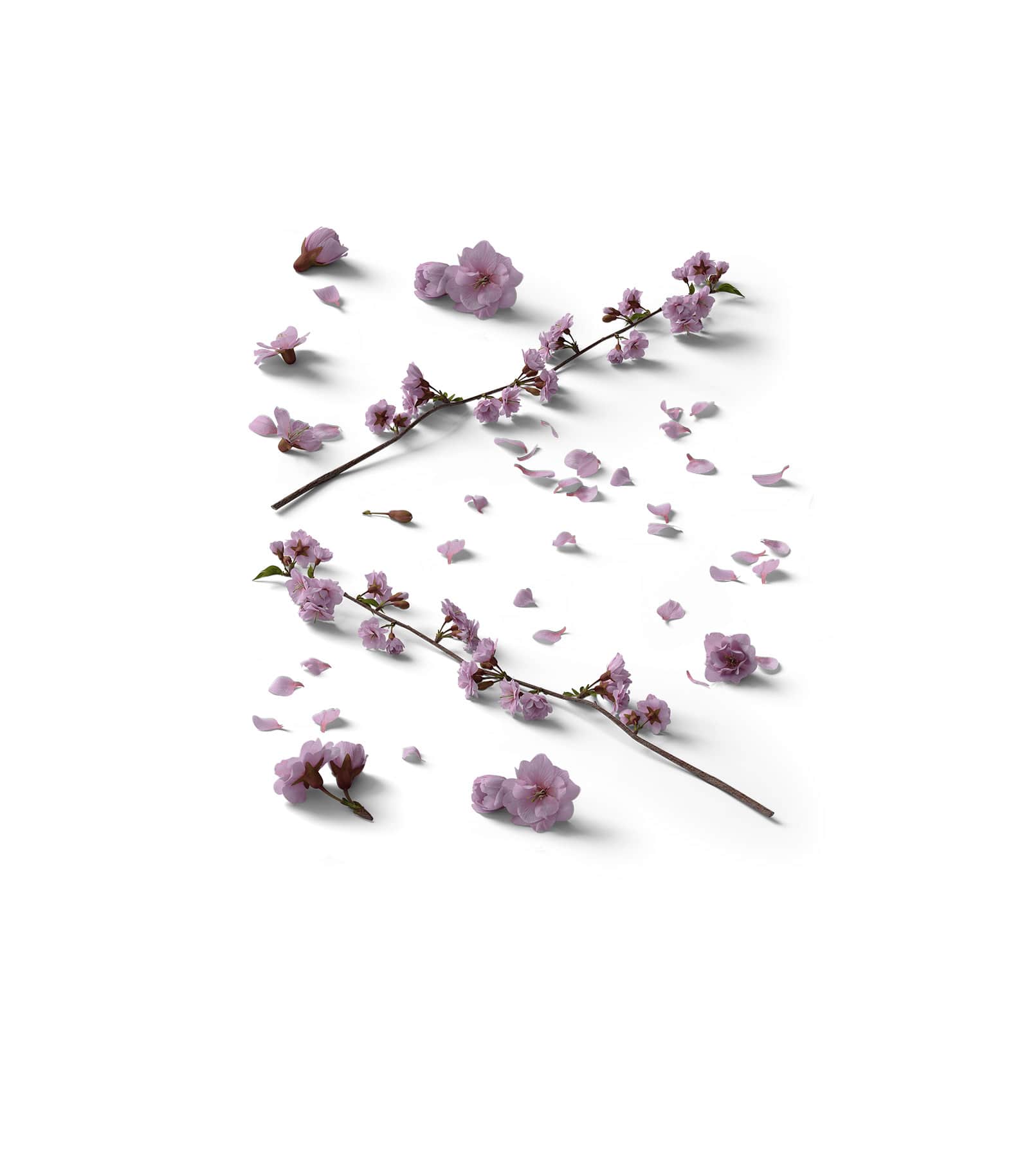 Mockup heather isometric v1 Mockup Heather Isometric V1