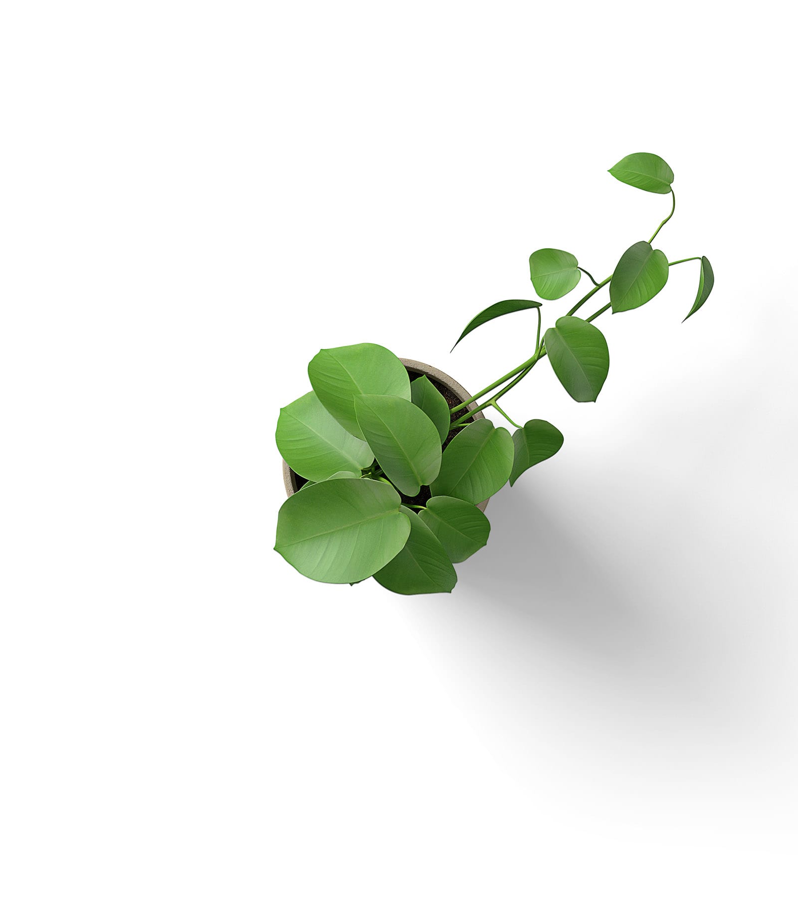 Mockup hoya plant top Mockup Hoya Plant Top