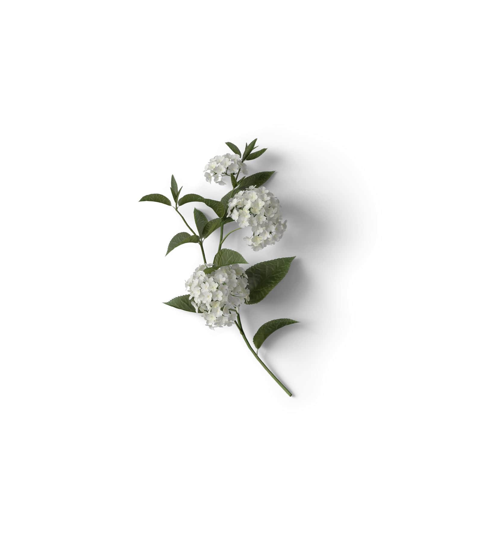 Mockup hydrangea top Mockup Hydrangea Top