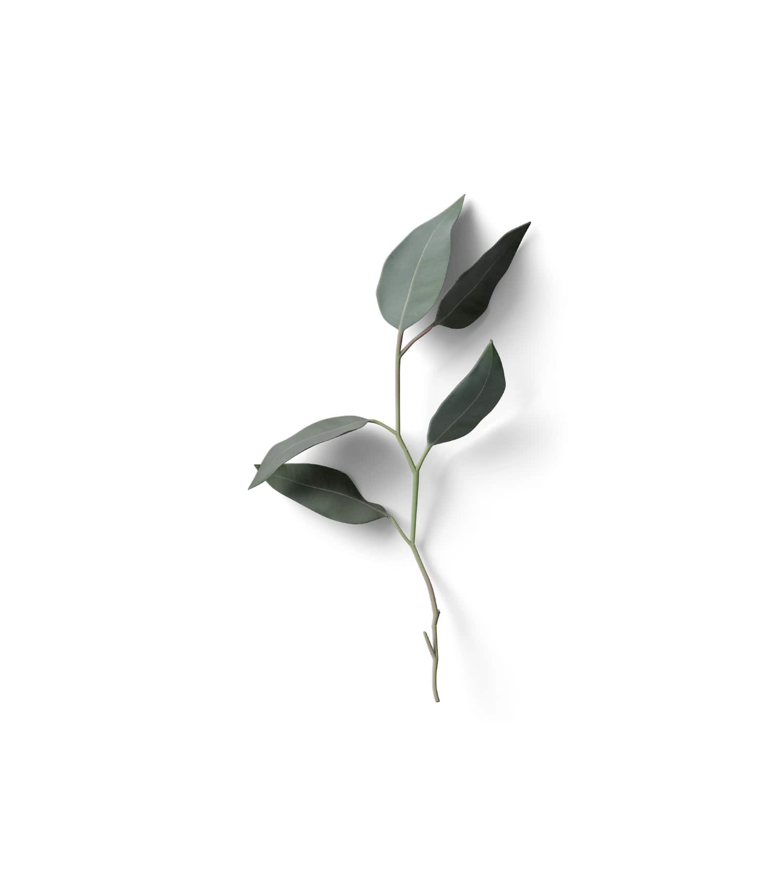 Mockup hyperikum top Mockup Hyperikum Top