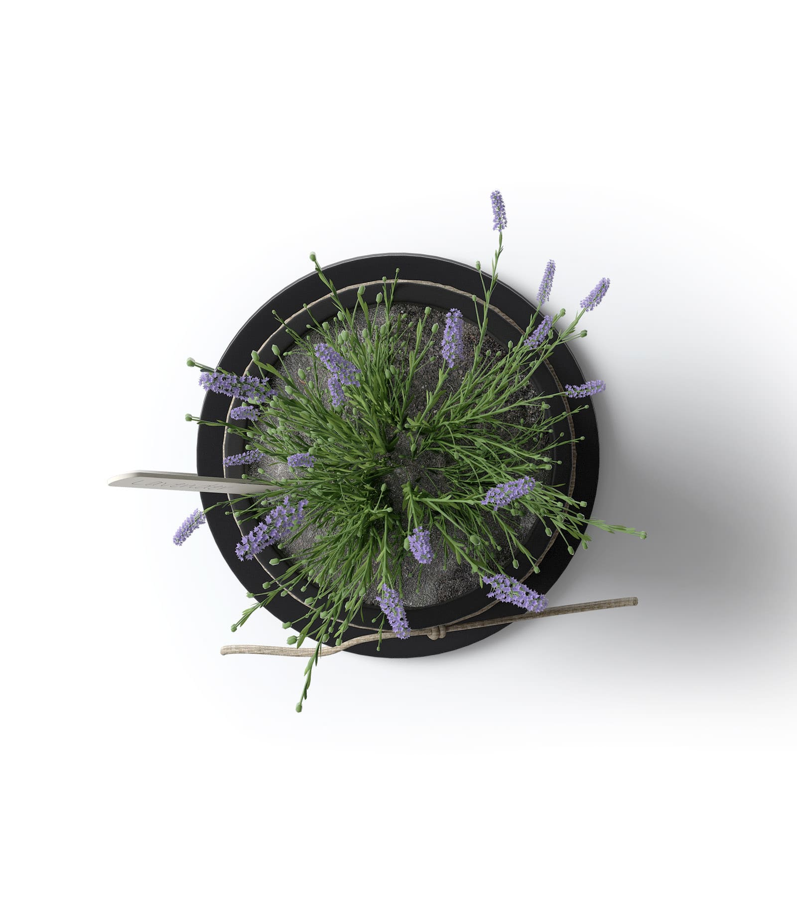 Mockup lavender in pot top Mockup Lavender In Pot Top