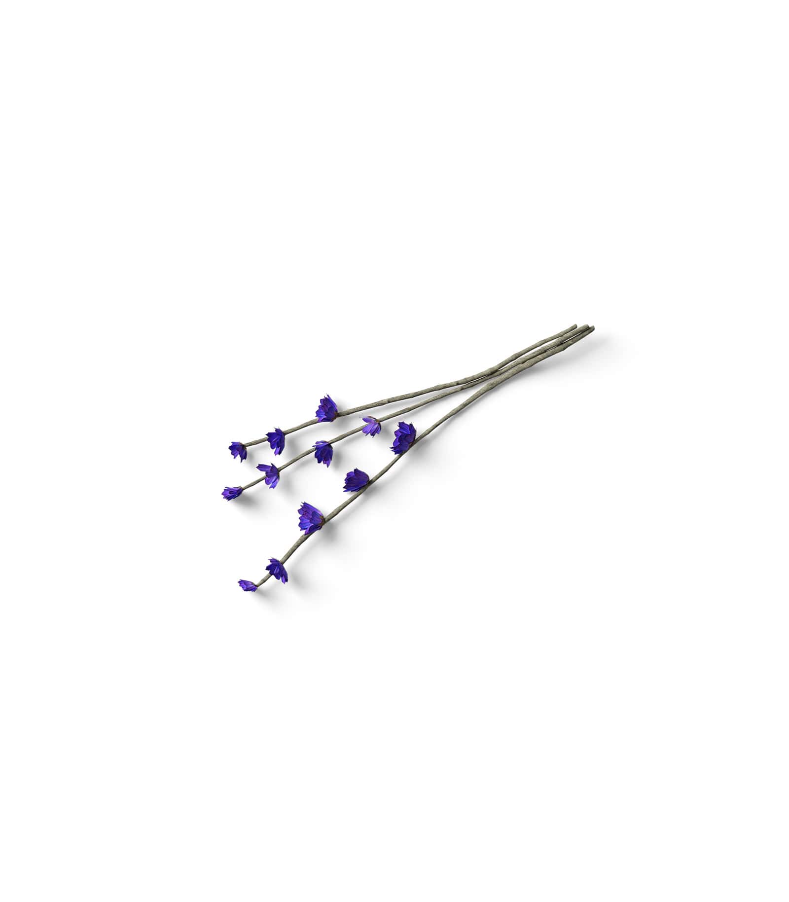 Mockup lavender v2 top Mockup Lavender V2 Top