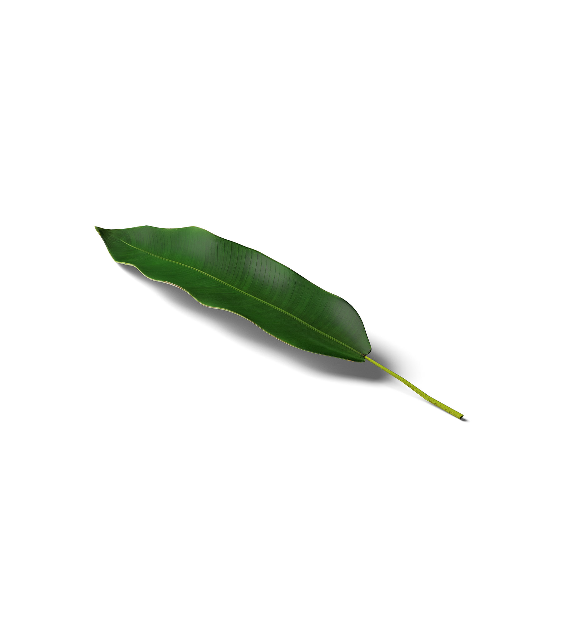 Mockup leaf isometric Mockup Leaf Isometric