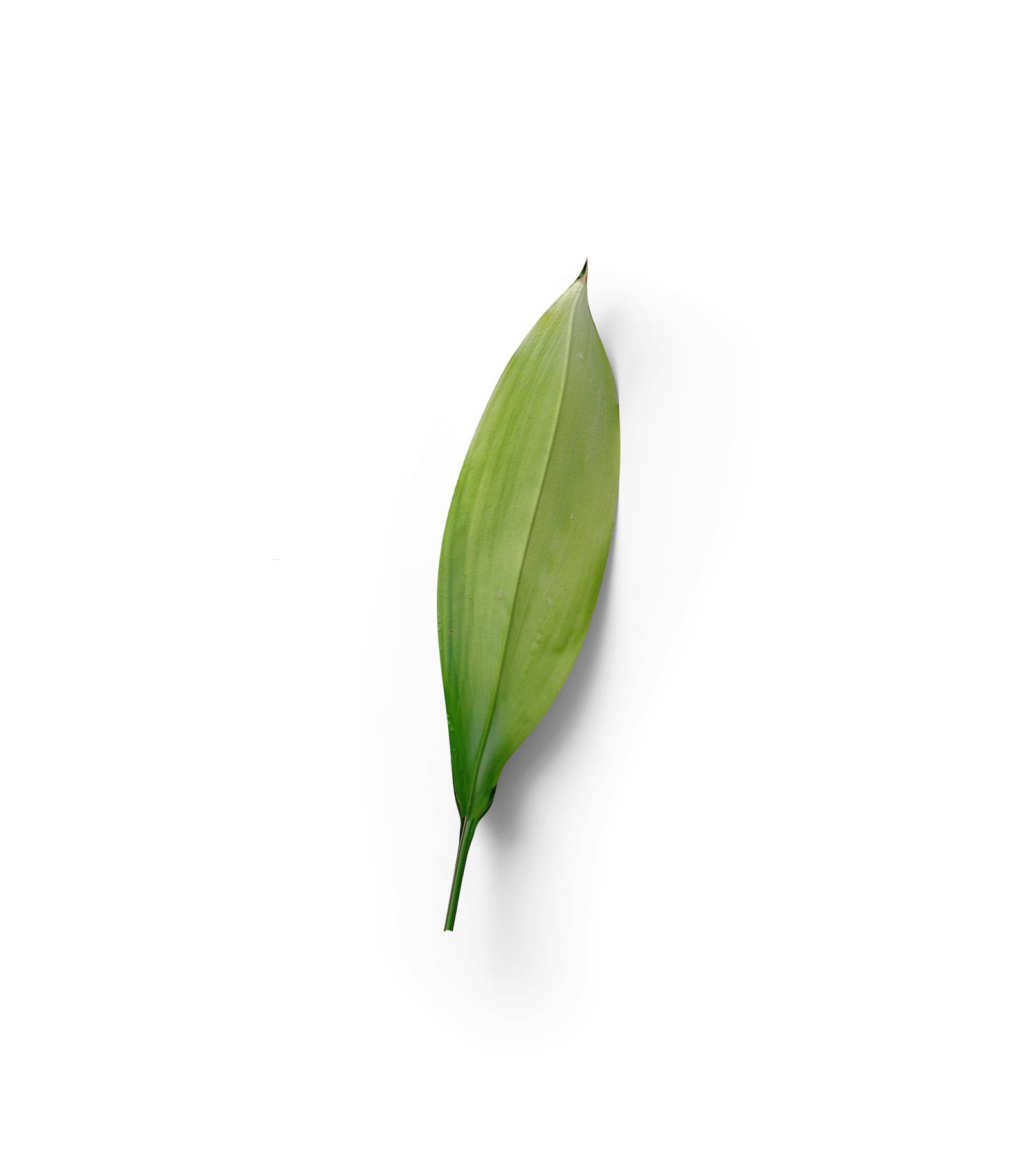 Mockup leaf top v11 Mockup Leaf Top V11