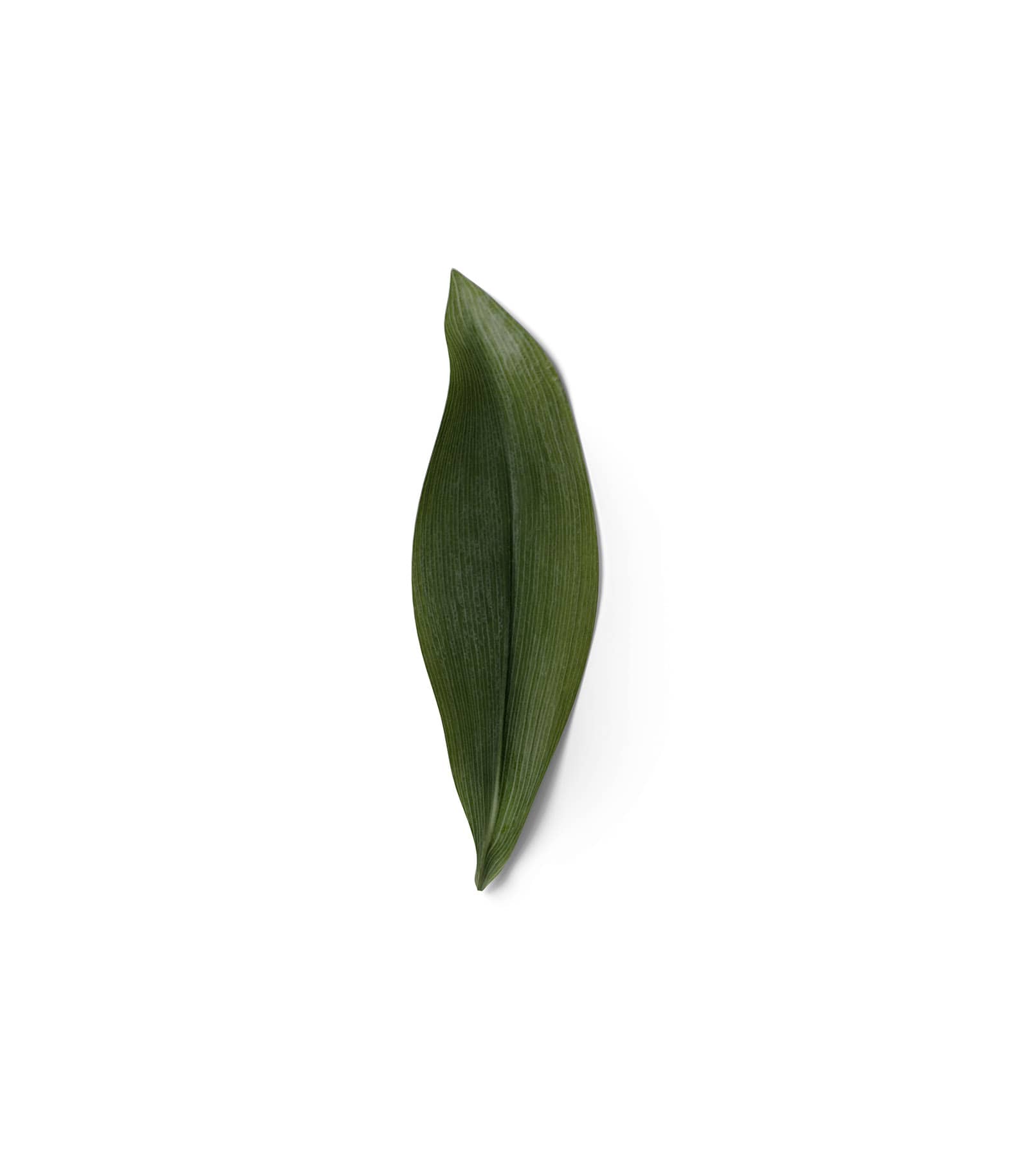 Mockup leaf top v14 Mockup Leaf Top V14