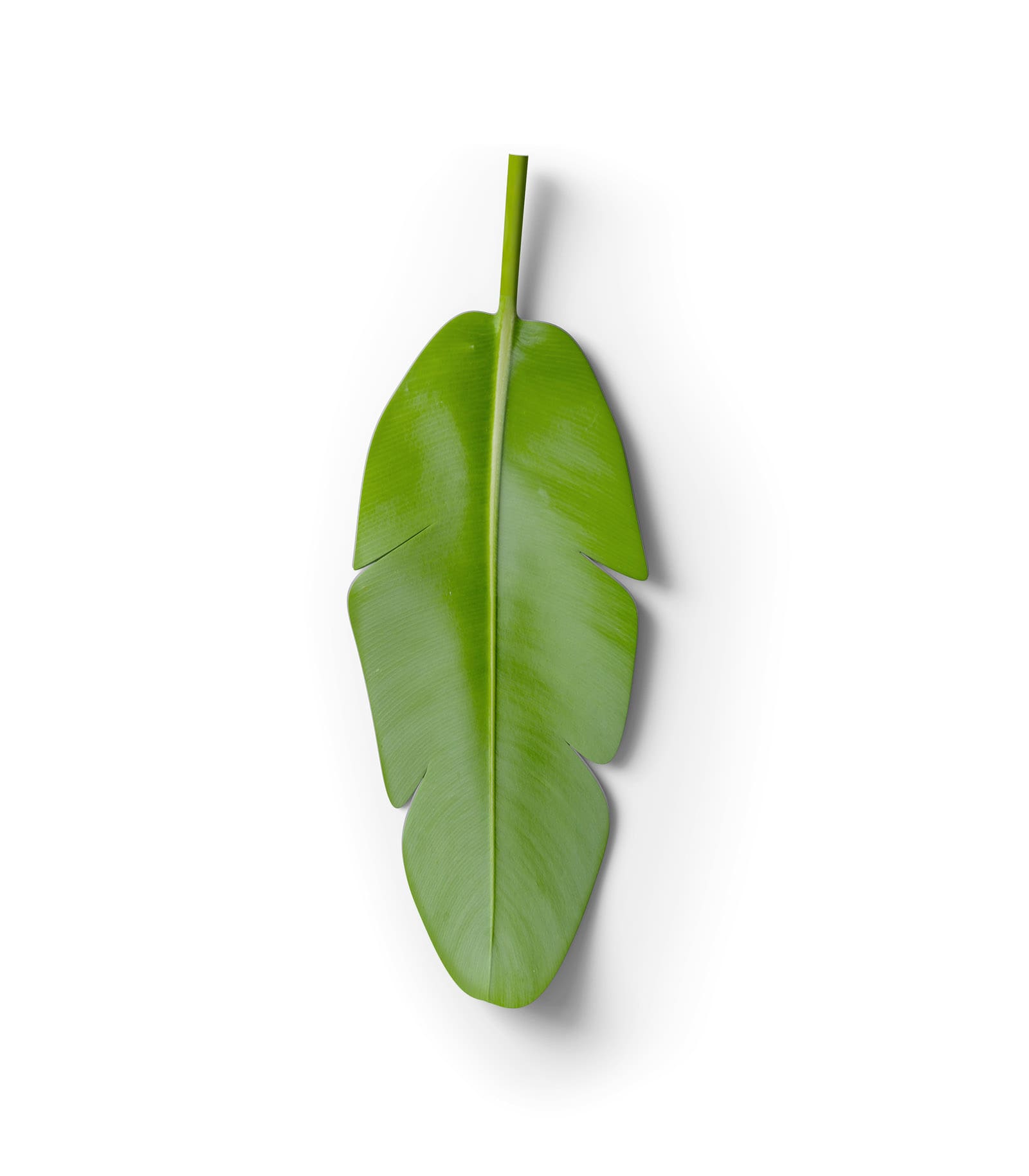 Mockup leaf top v2 Mockup Leaf Top V2