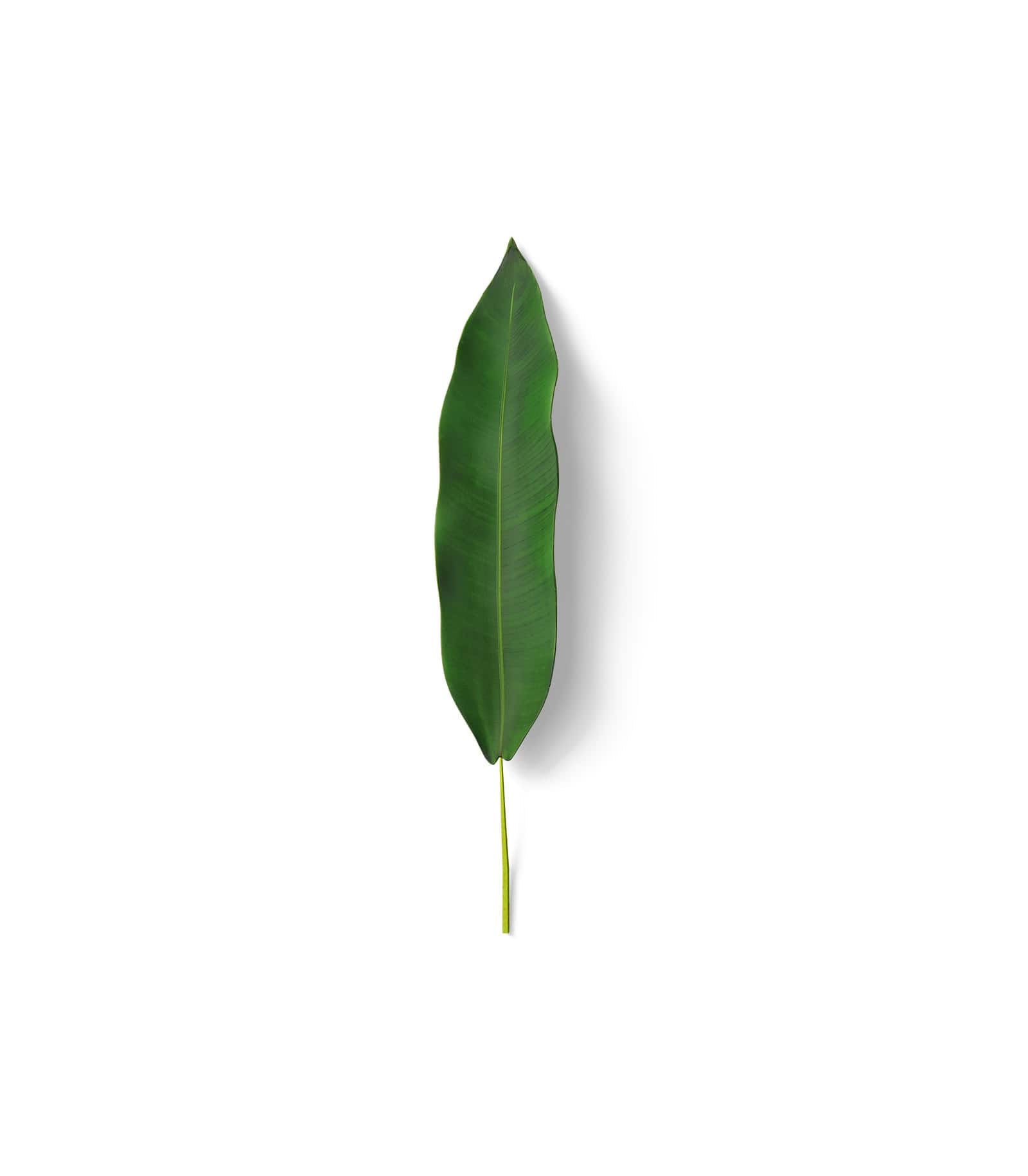 Mockup leaf top Mockup Leaf Top