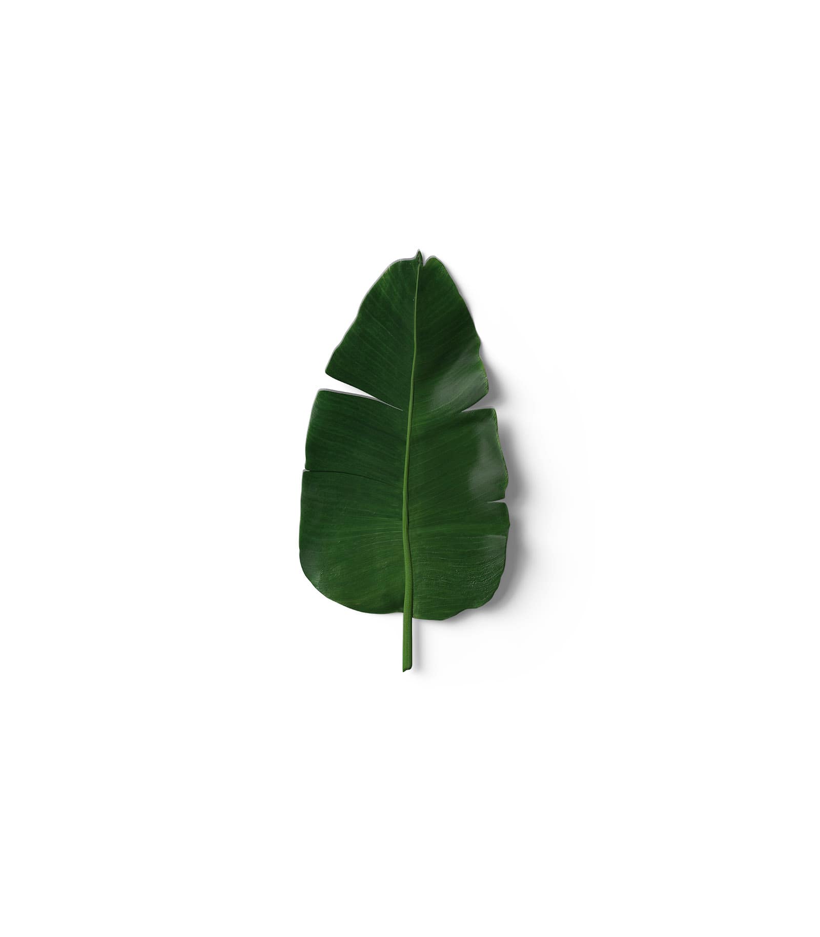 Mockup leaf v1 top Mockup Leaf V1 Top