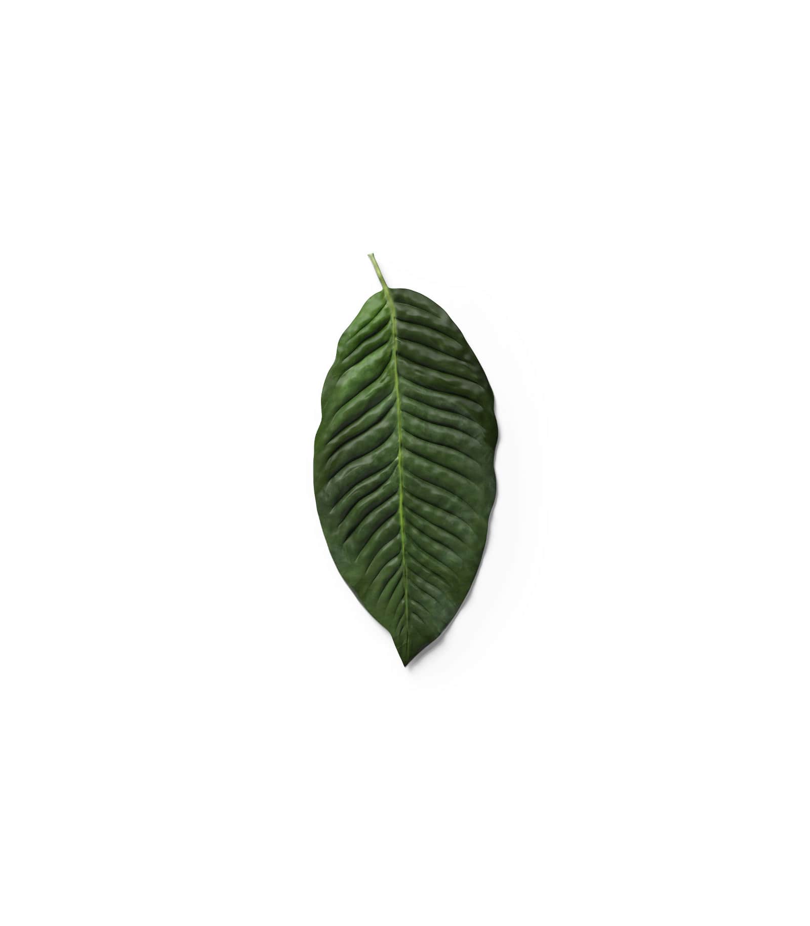 Mockup leaf v2 top Mockup Leaf V2 Top