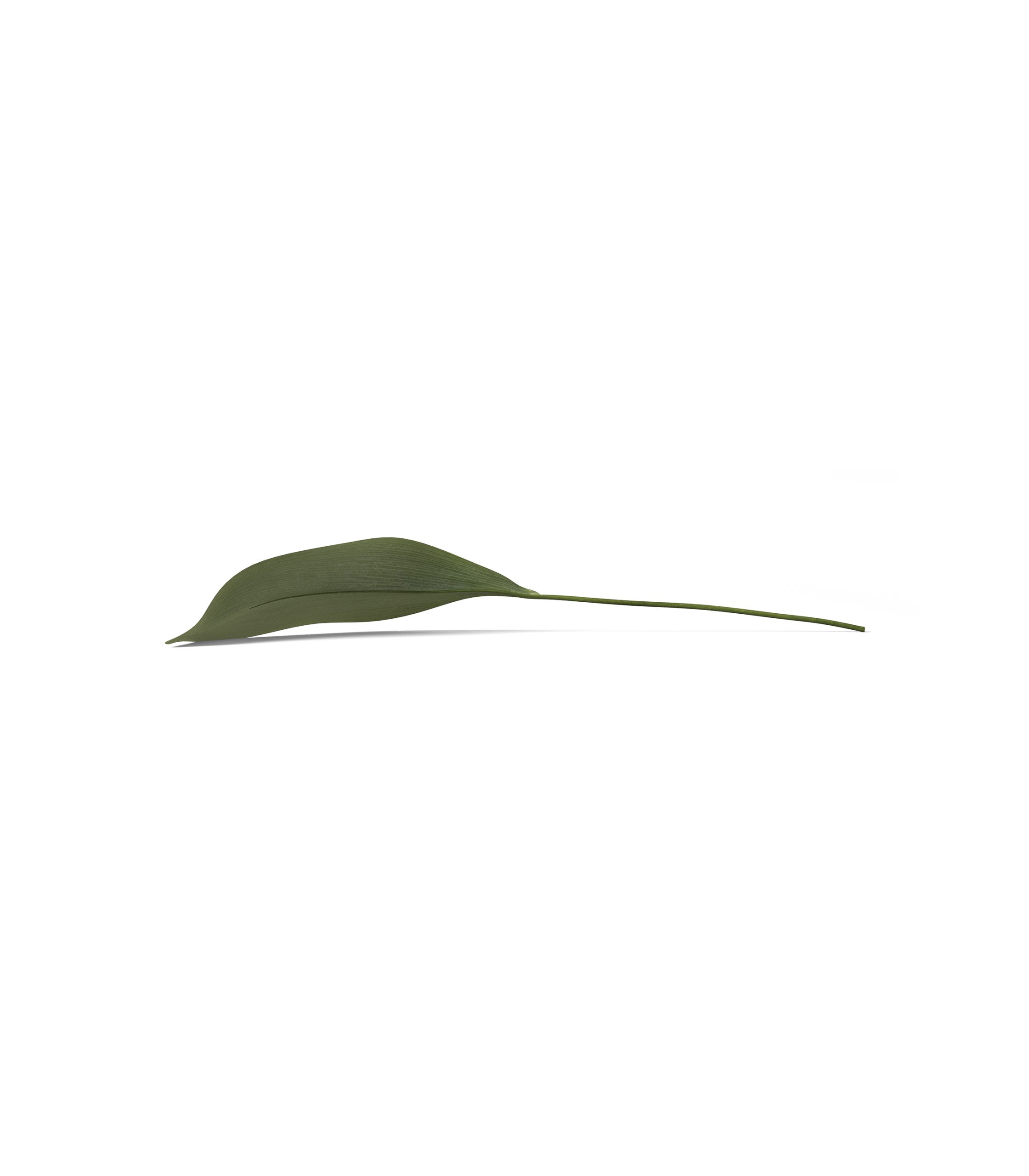 Mockup leaf v3 front view Mockup Leaf V3 Front View