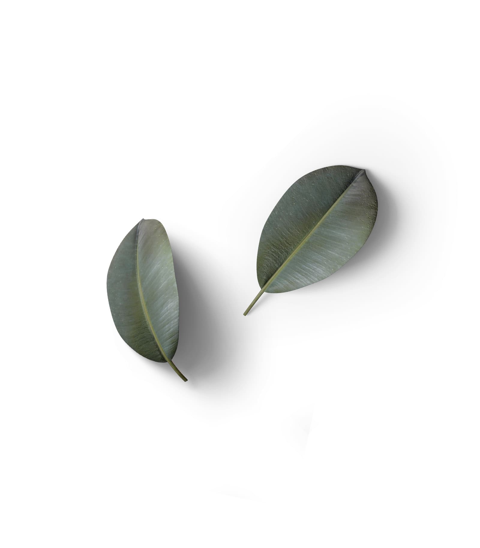 Mockup leaves top v1 Mockup Leaves Top V1