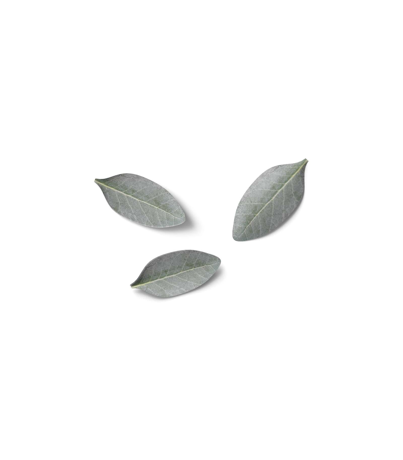 Mockup leaves top v18 Mockup Leaves Top V18