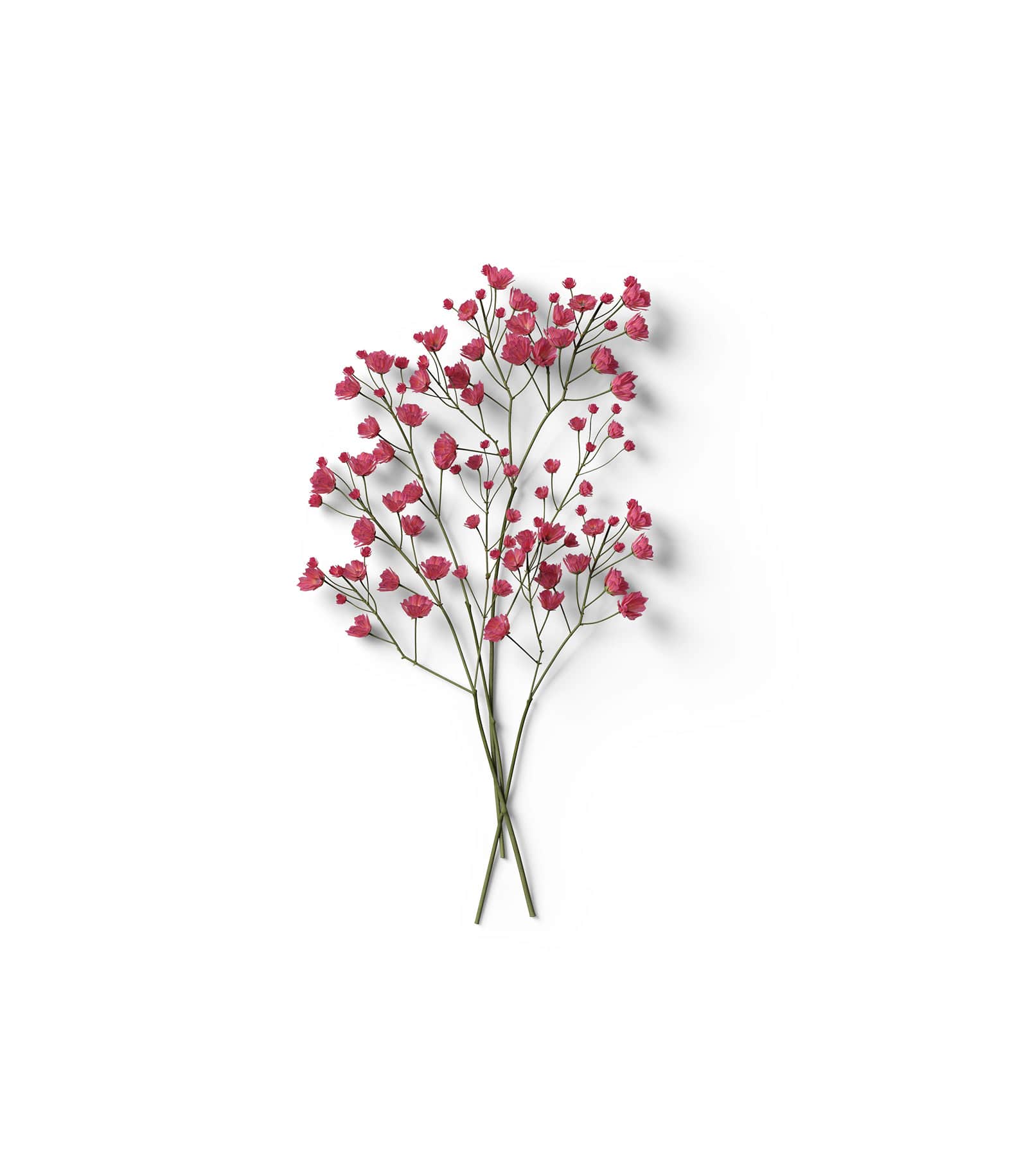 Mockup limonium top Mockup Limonium Top