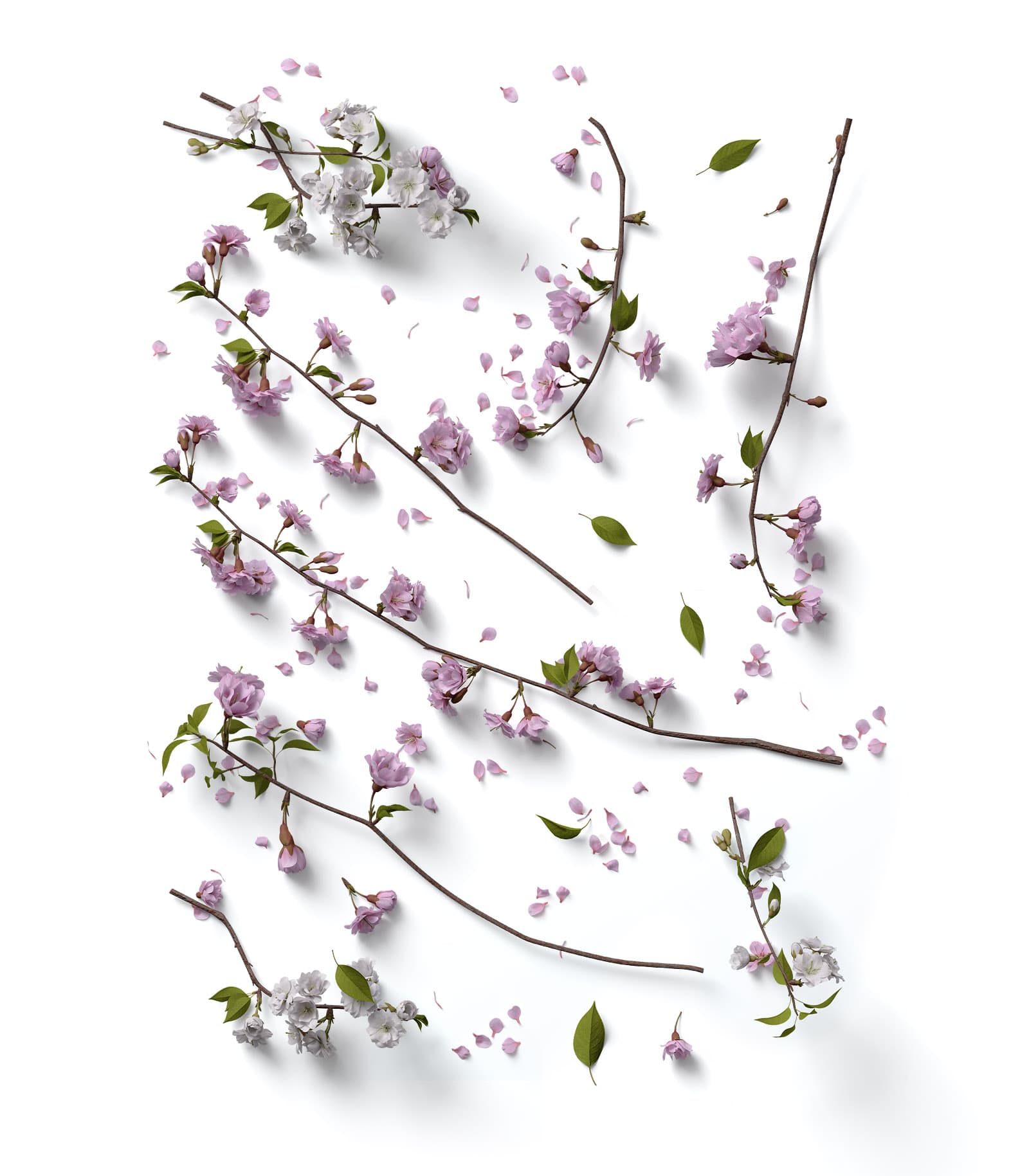 Mockup lots of cherry branches top Mockup Lots Of Cherry Branches Top