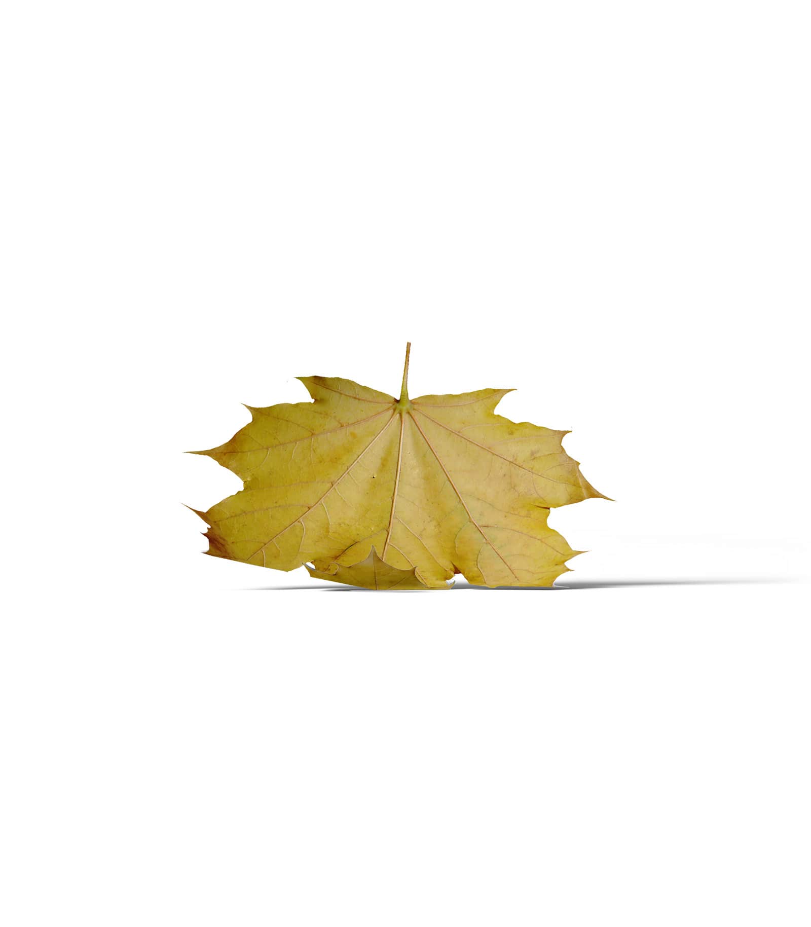 Mockup maple leaf front Mockup Maple Leaf Front
