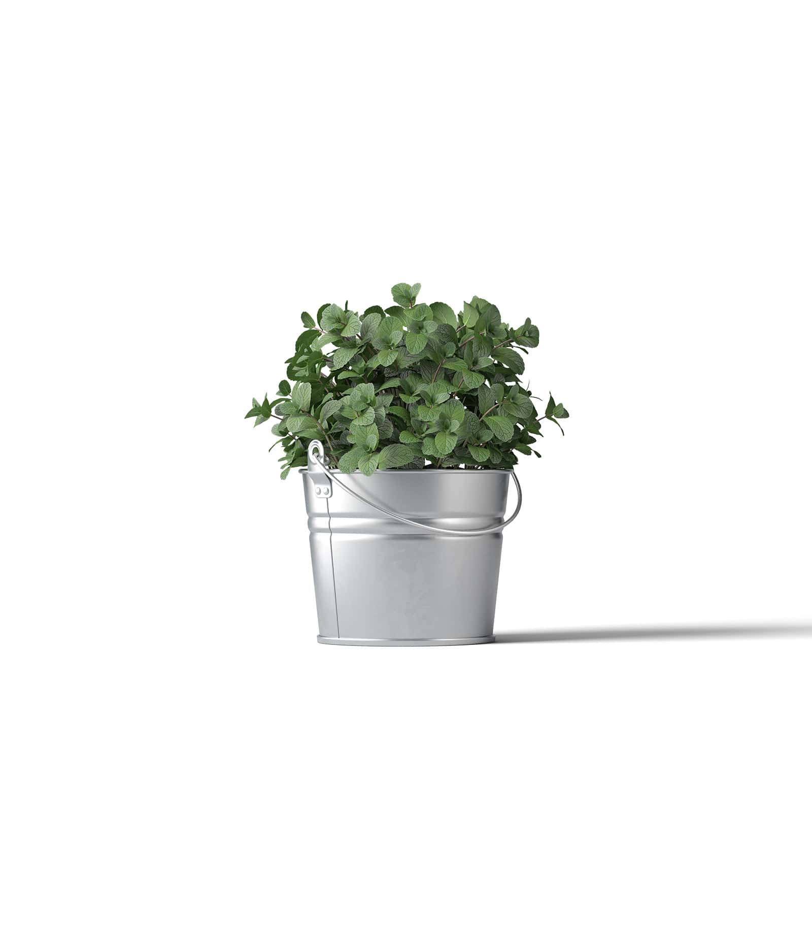 Mockup mint front Mockup Mint Front