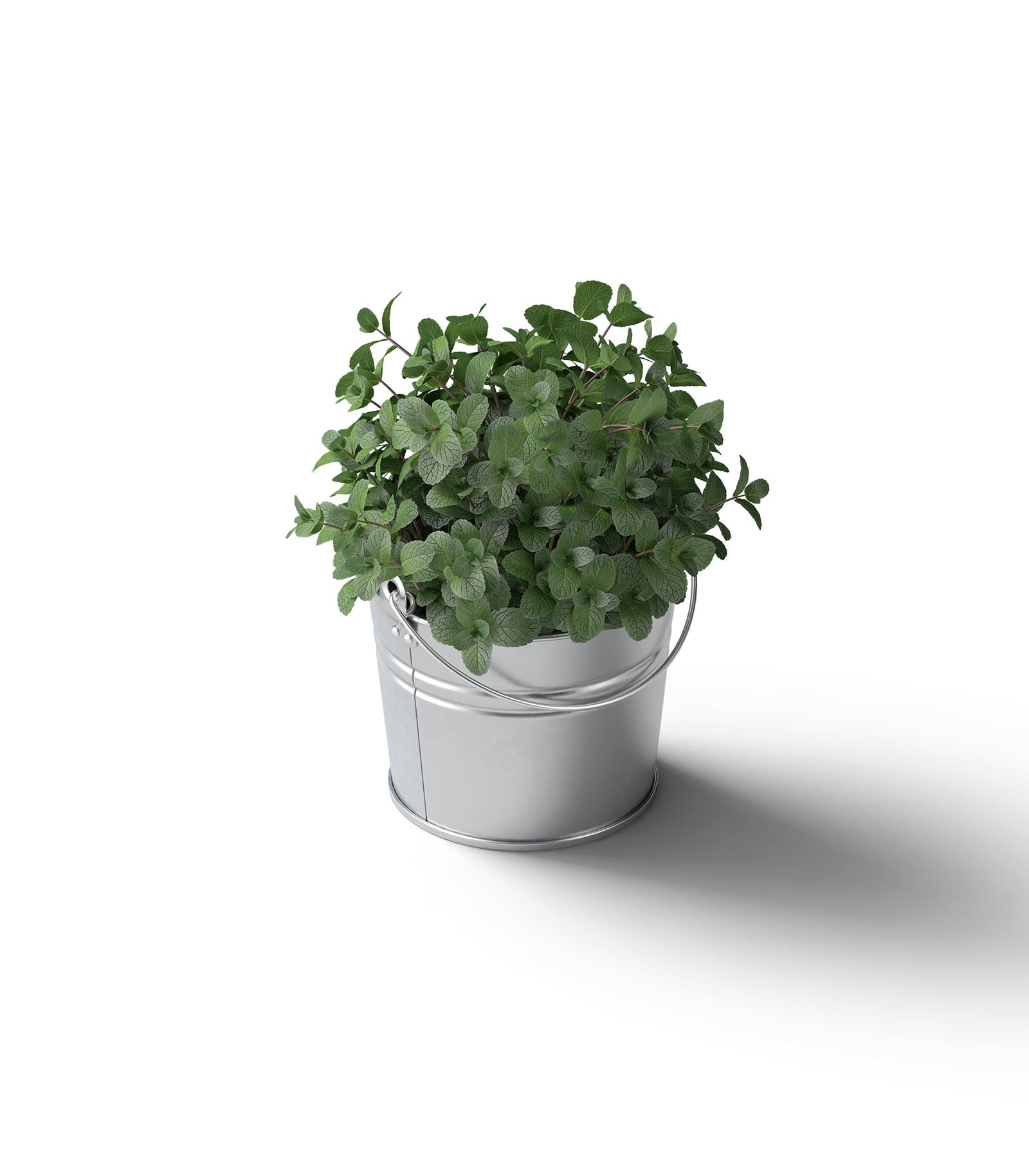Mockup mint isometric Mockup Mint Isometric