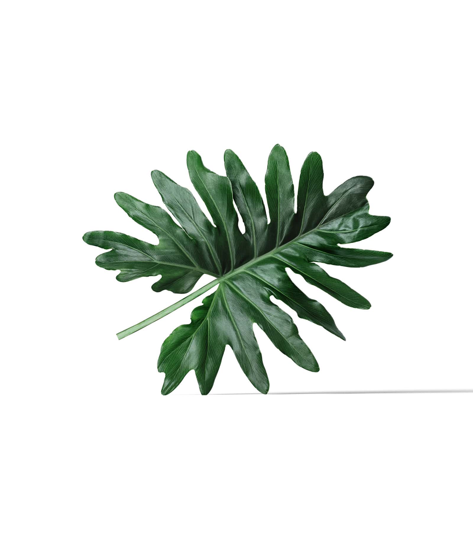 Mockup monstera front Mockup Monstera Front