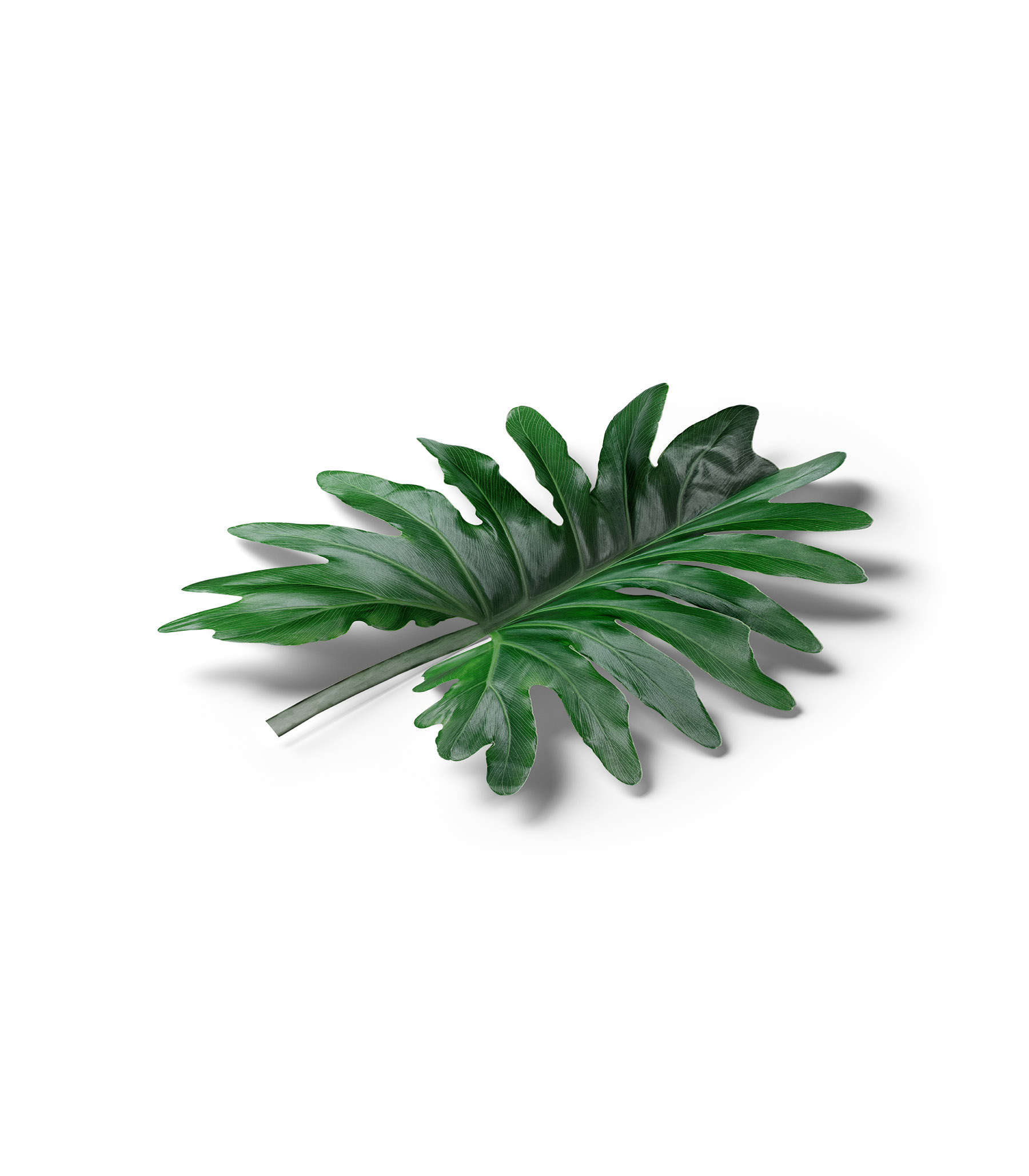 Mockup monstera isometric Mockup Monstera Isometric