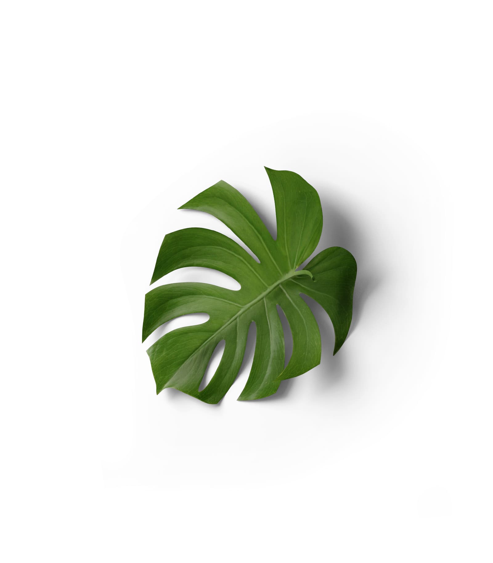 Mockup monstera top v1 Mockup Monstera Top V1