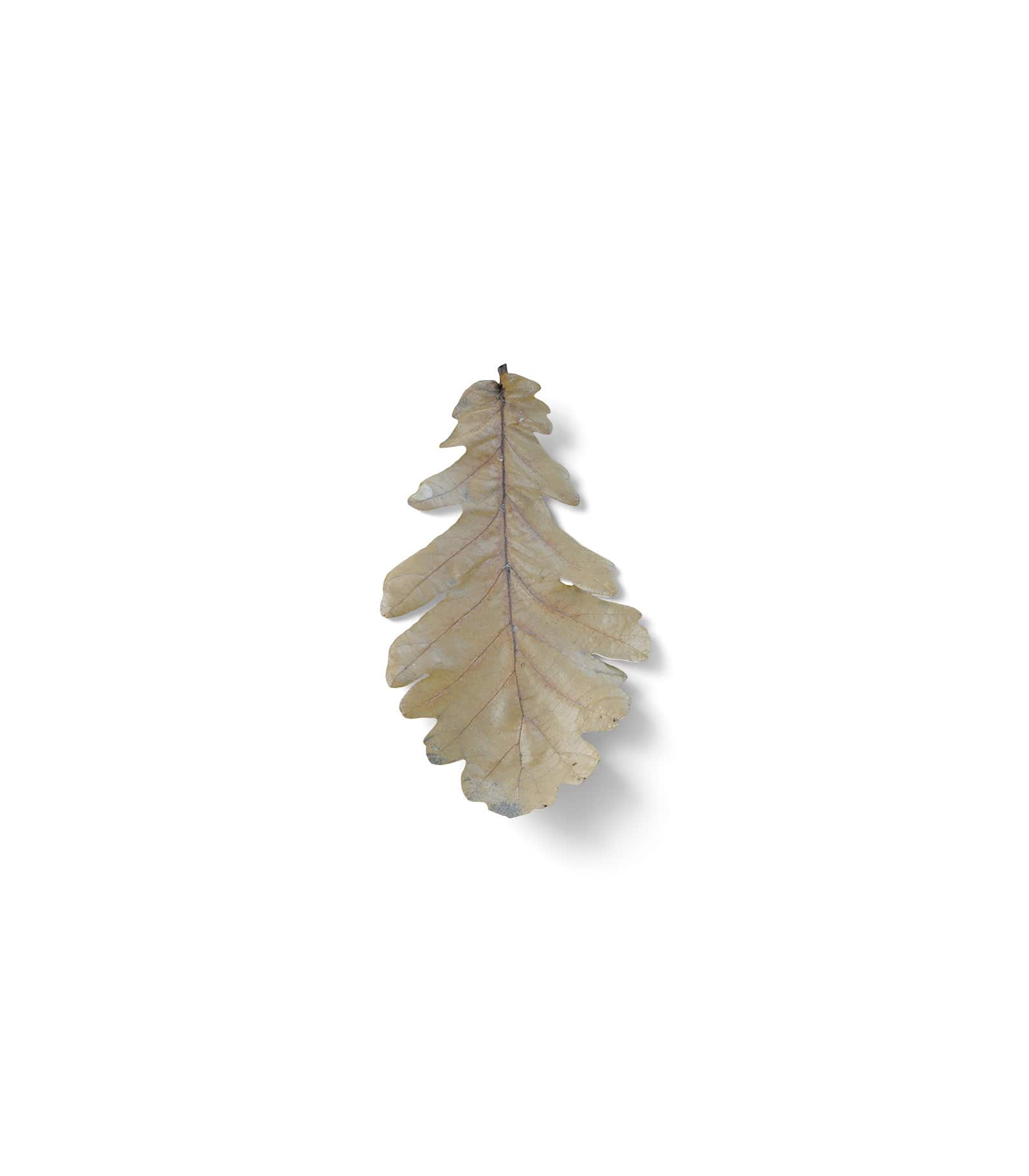 Mockup oak leaf top Mockup Oak Leaf Top