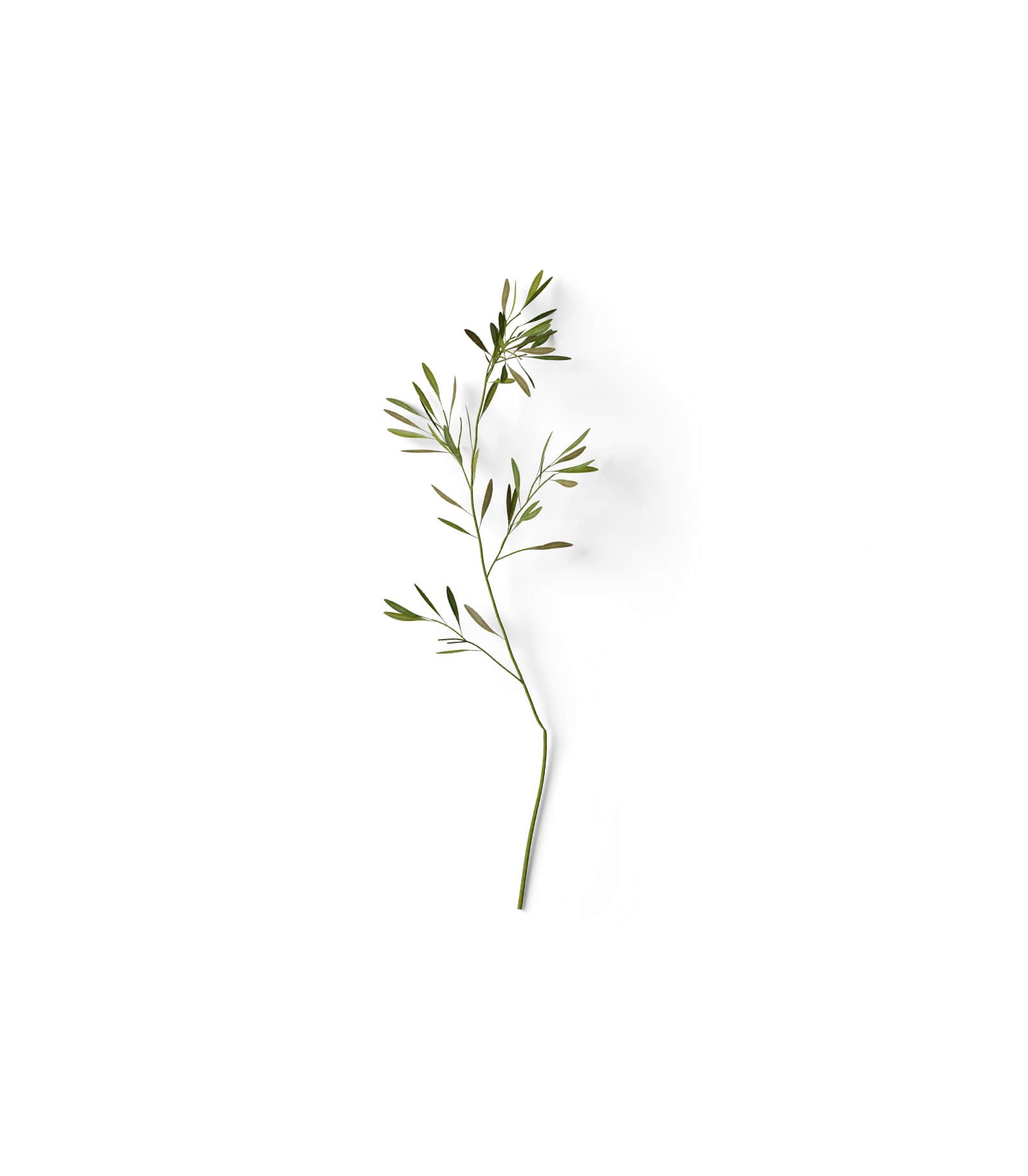 Mockup olive branch top v2 Mockup Olive Branch Top V2