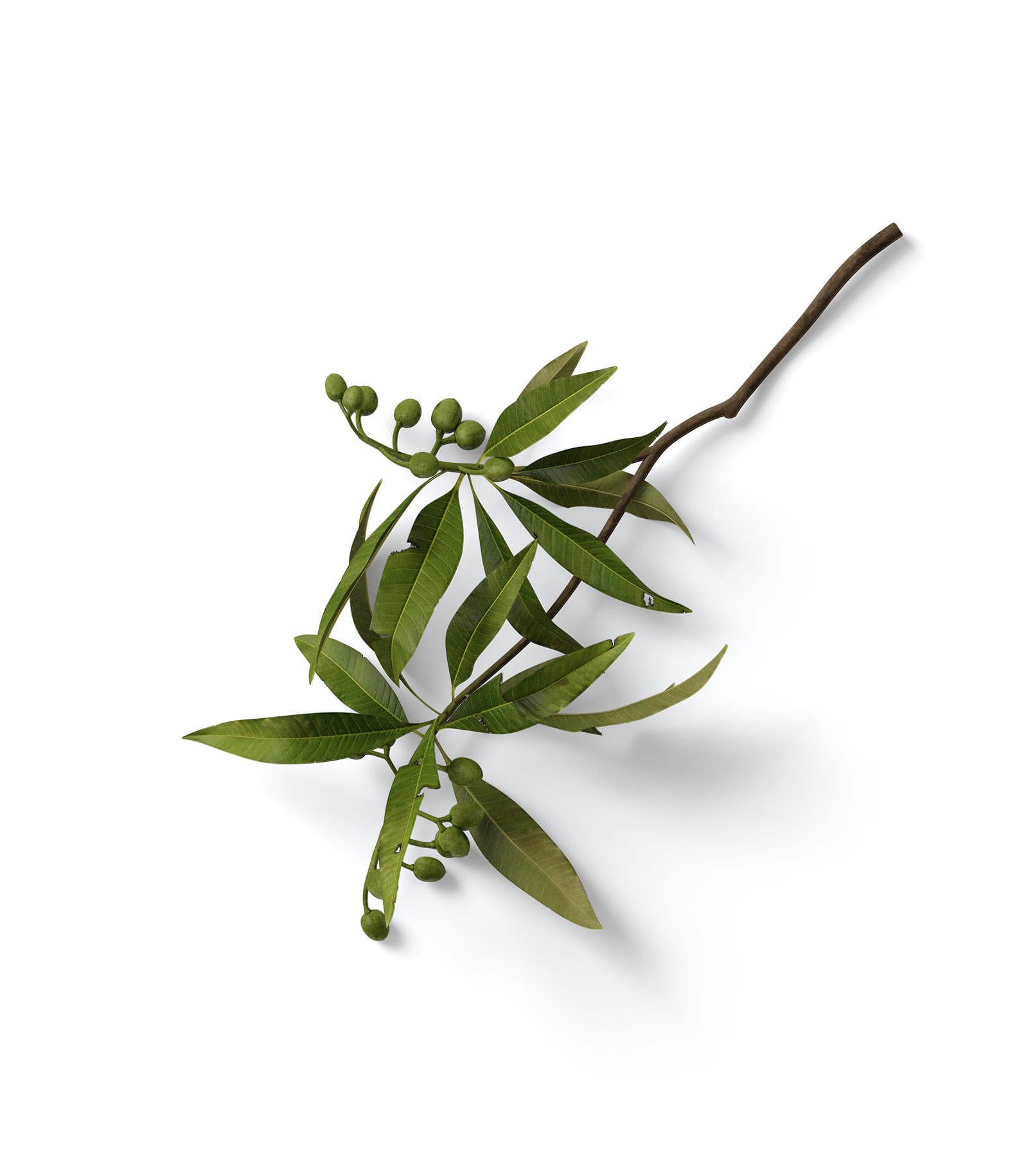 Mockup olive branch top Mockup Olive Branch Top