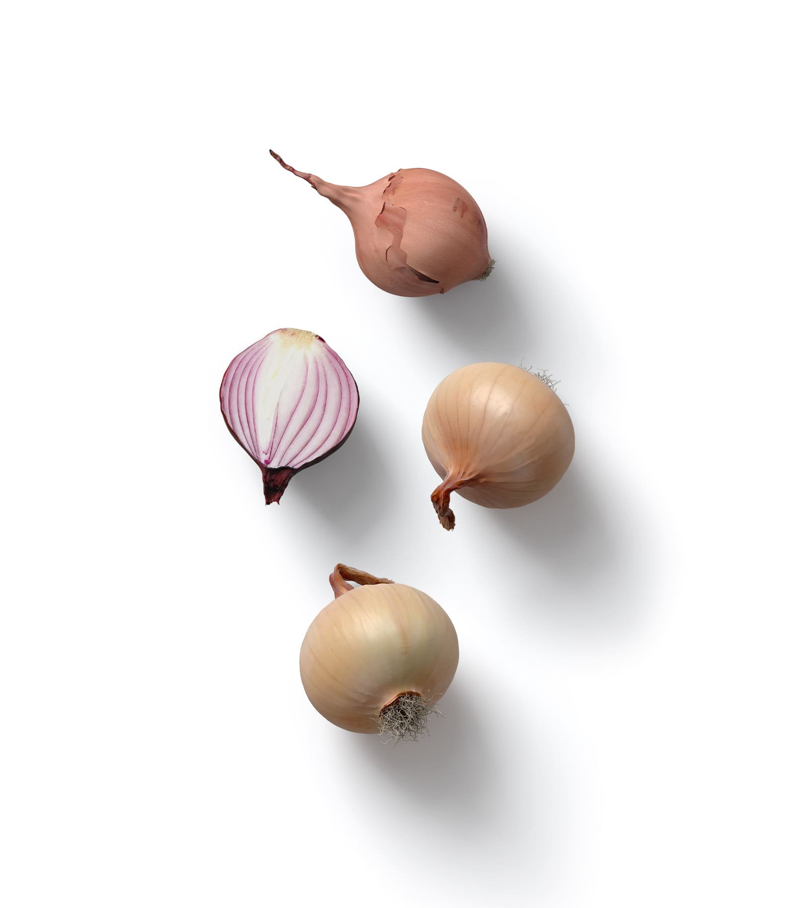 Mockup onion top Mockup Onion Top