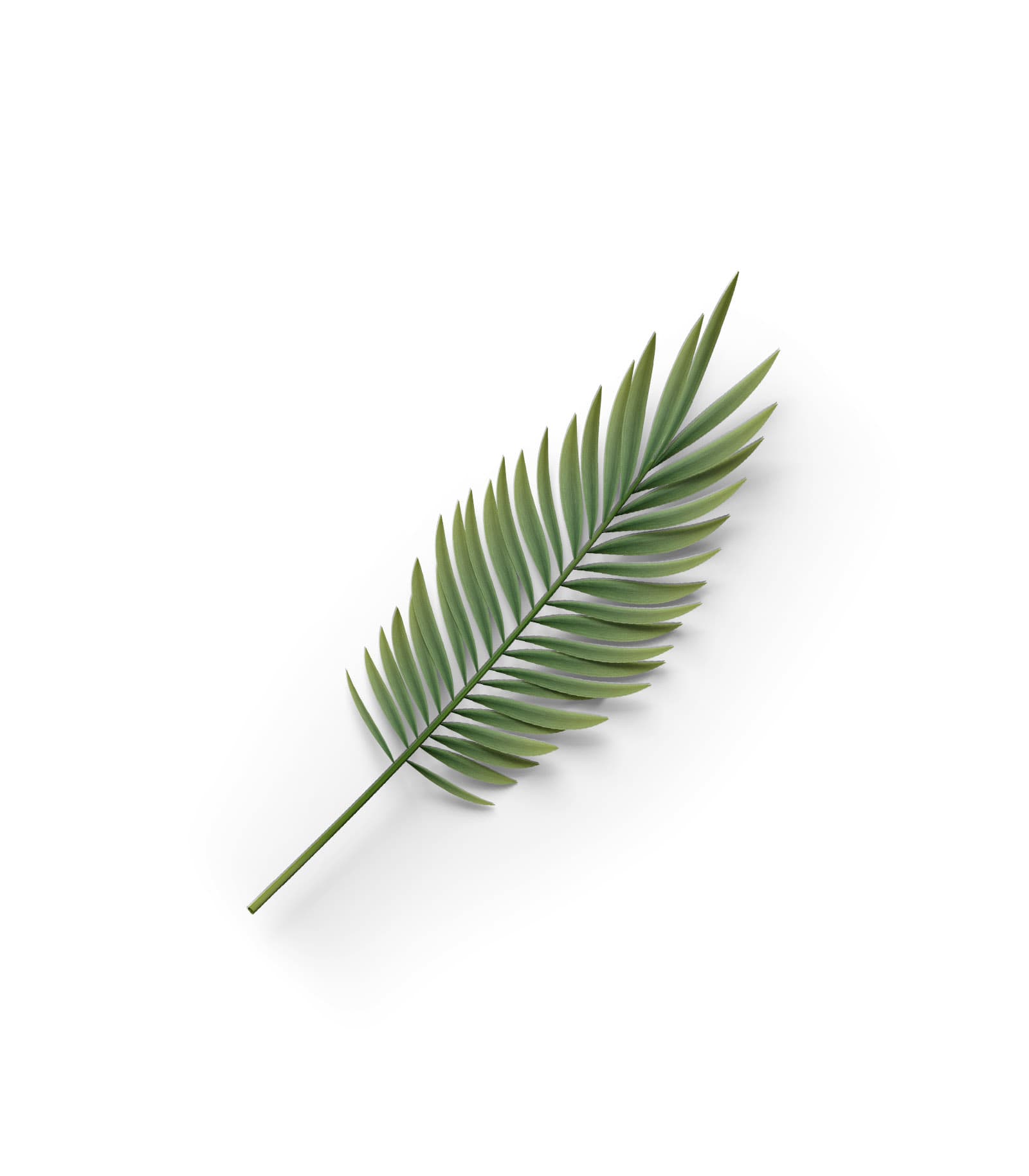 Mockup palm leaf top v1 Mockup Palm Leaf Top V1