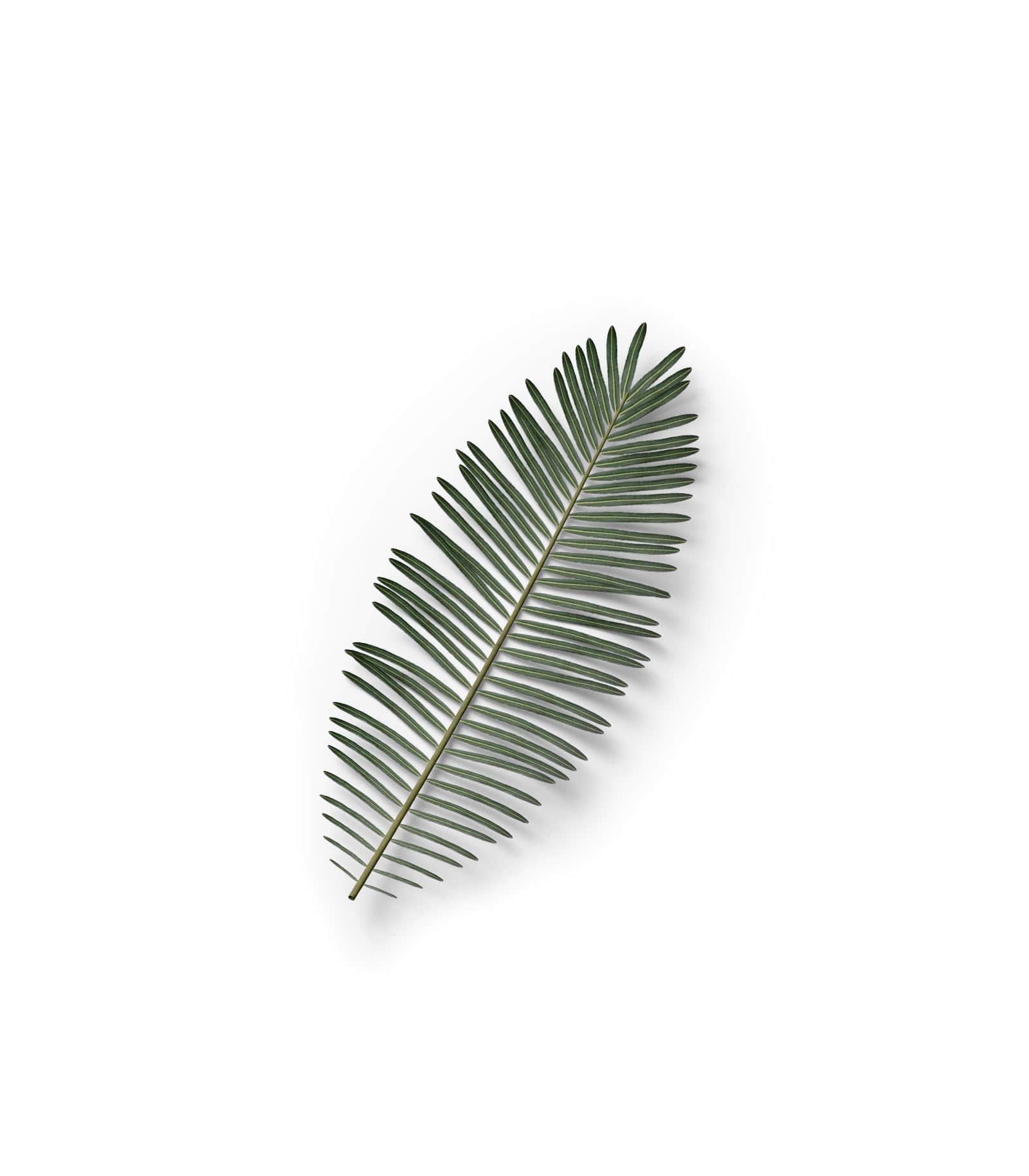 Mockup palm leaf top v2 Mockup Palm Leaf Top V2