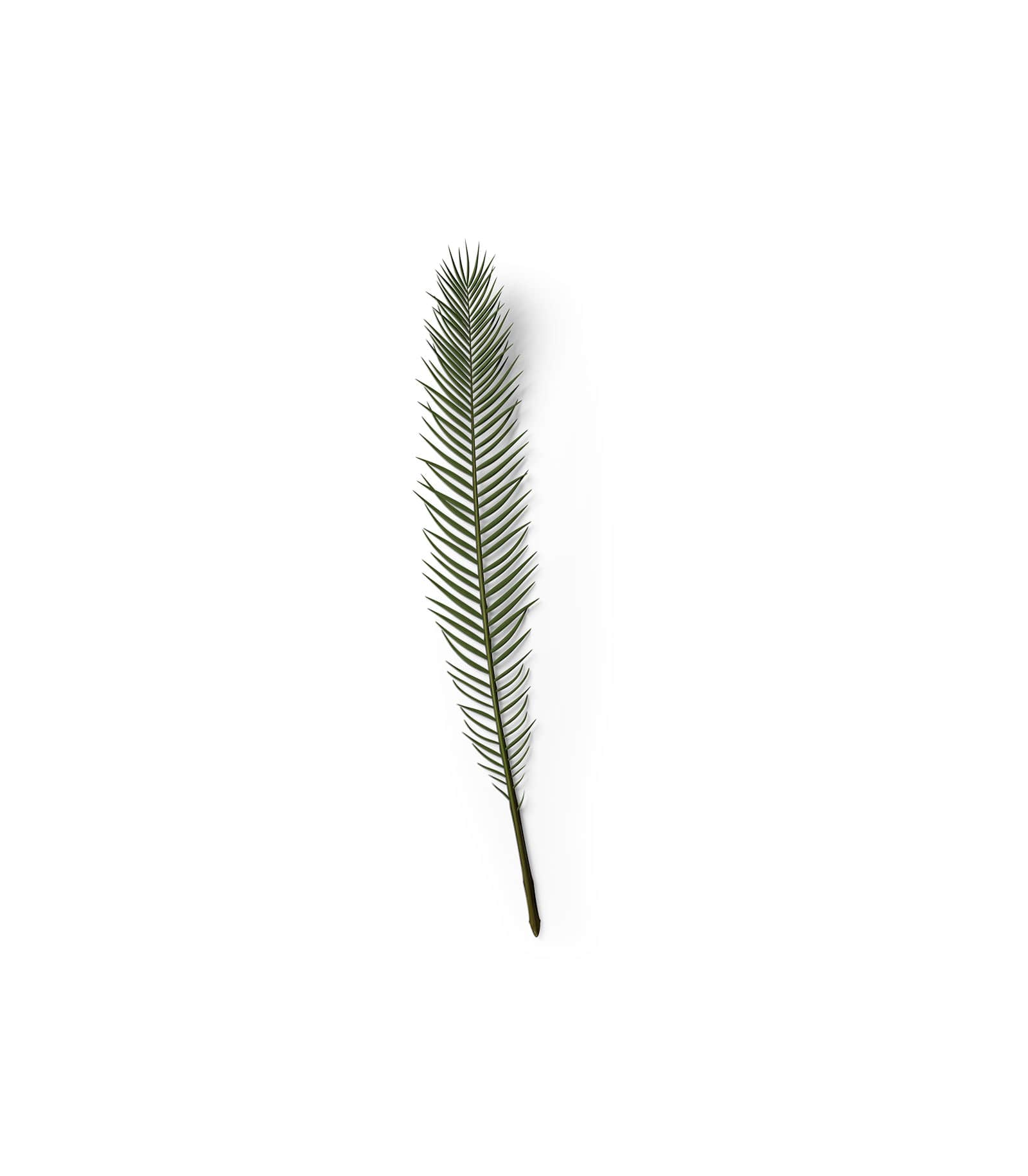 Mockup palm leaf top v3 Mockup Palm Leaf Top V3